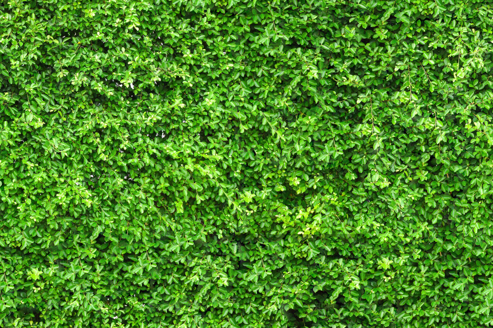 灌木围墙贴图下载【ID:1139088414】