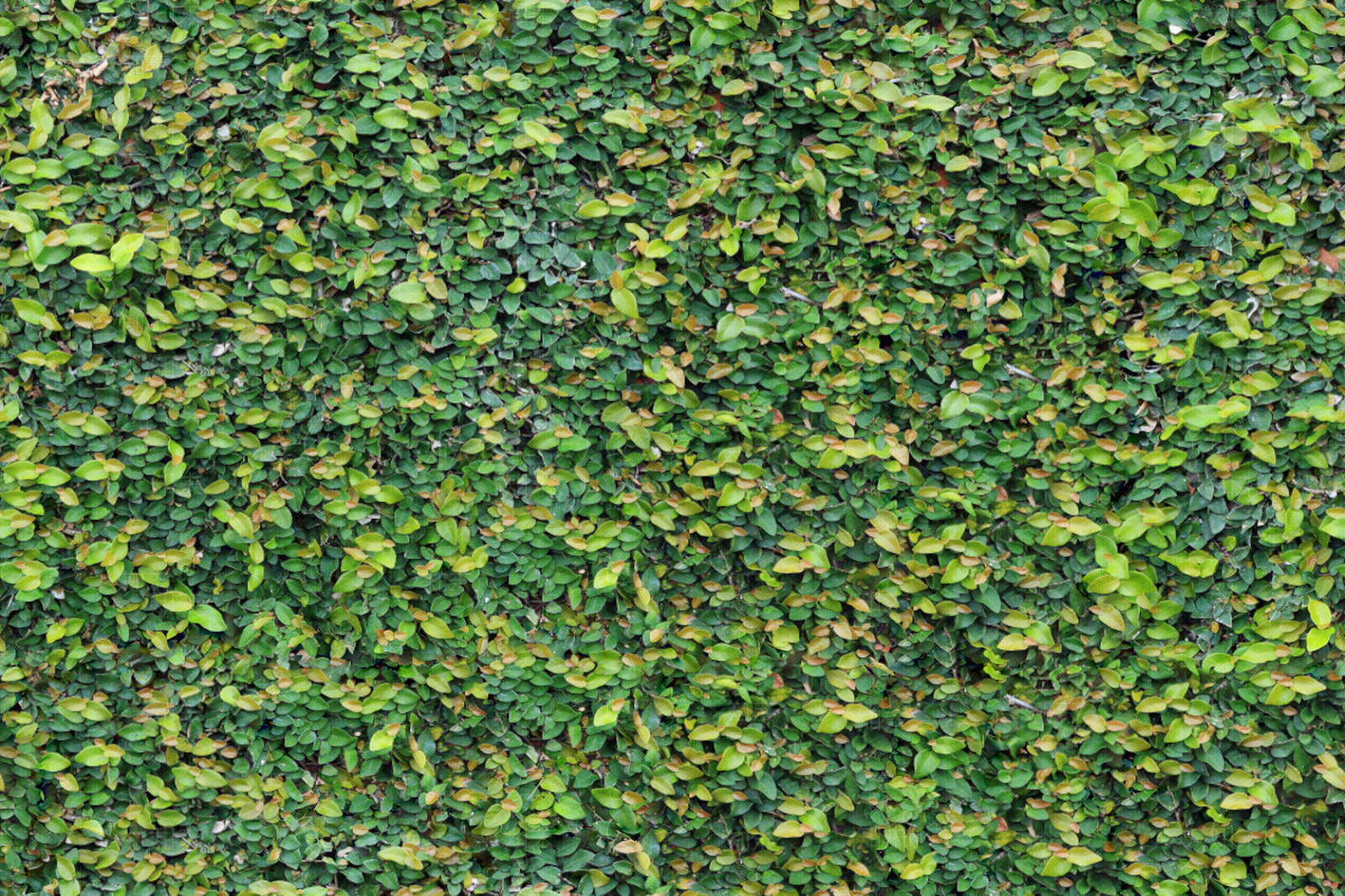 灌木围墙贴图下载【ID:1139088477】