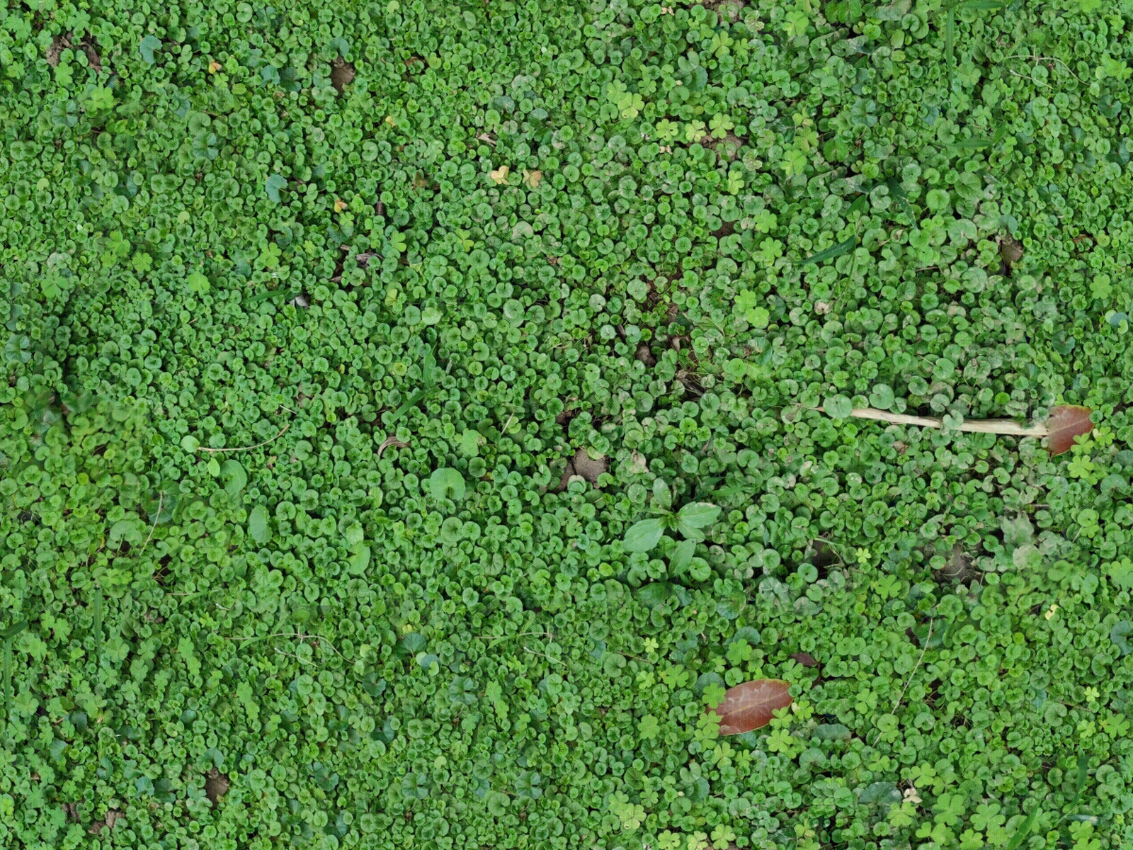 灌木围墙贴图下载【ID:1139088419】