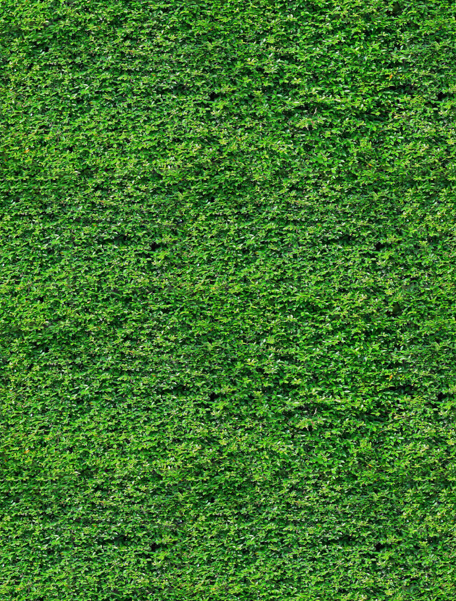 灌木围墙贴图下载【ID:1139088577】