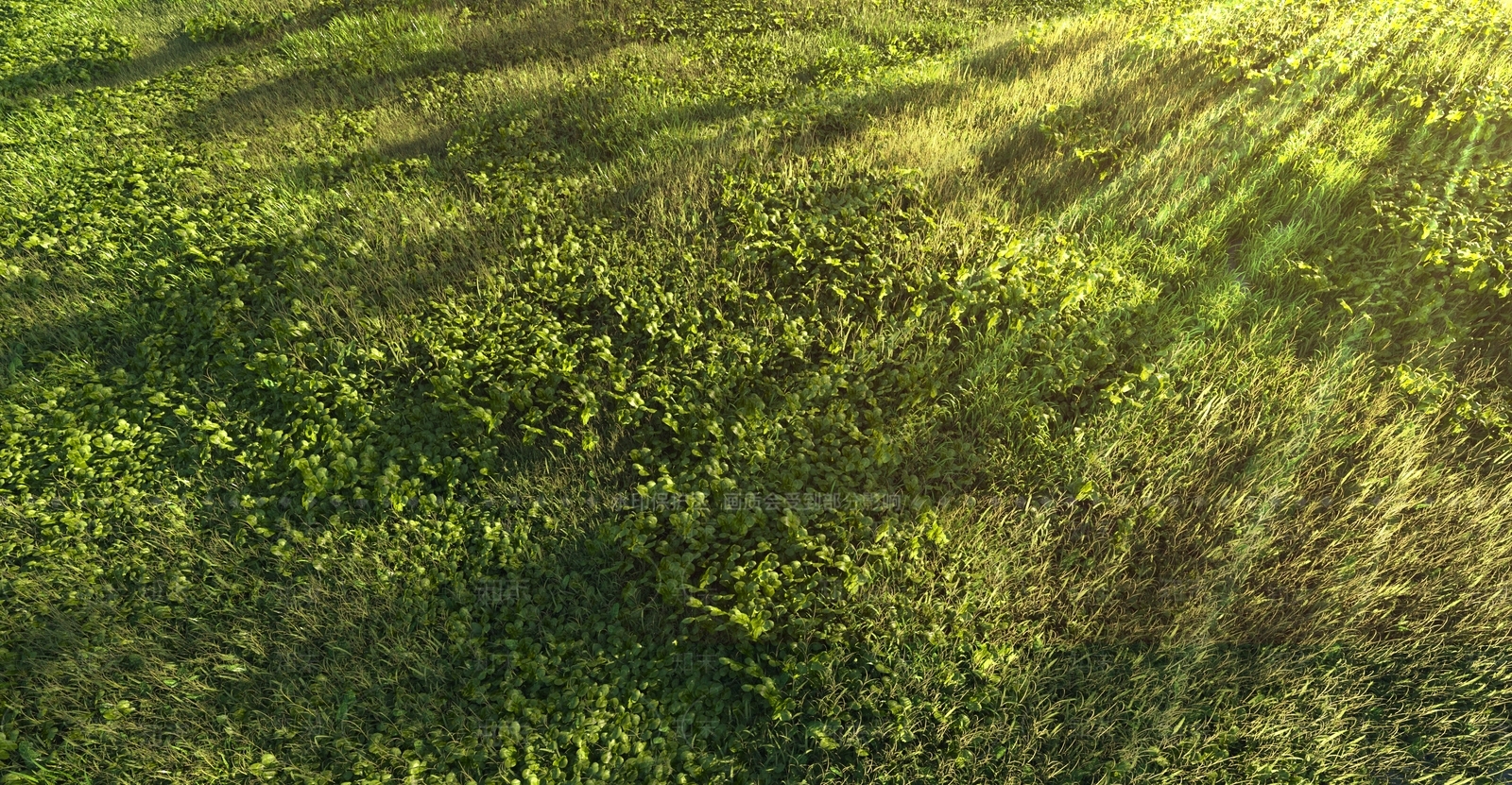 光感草地3D模型下载【ID:1139393336】