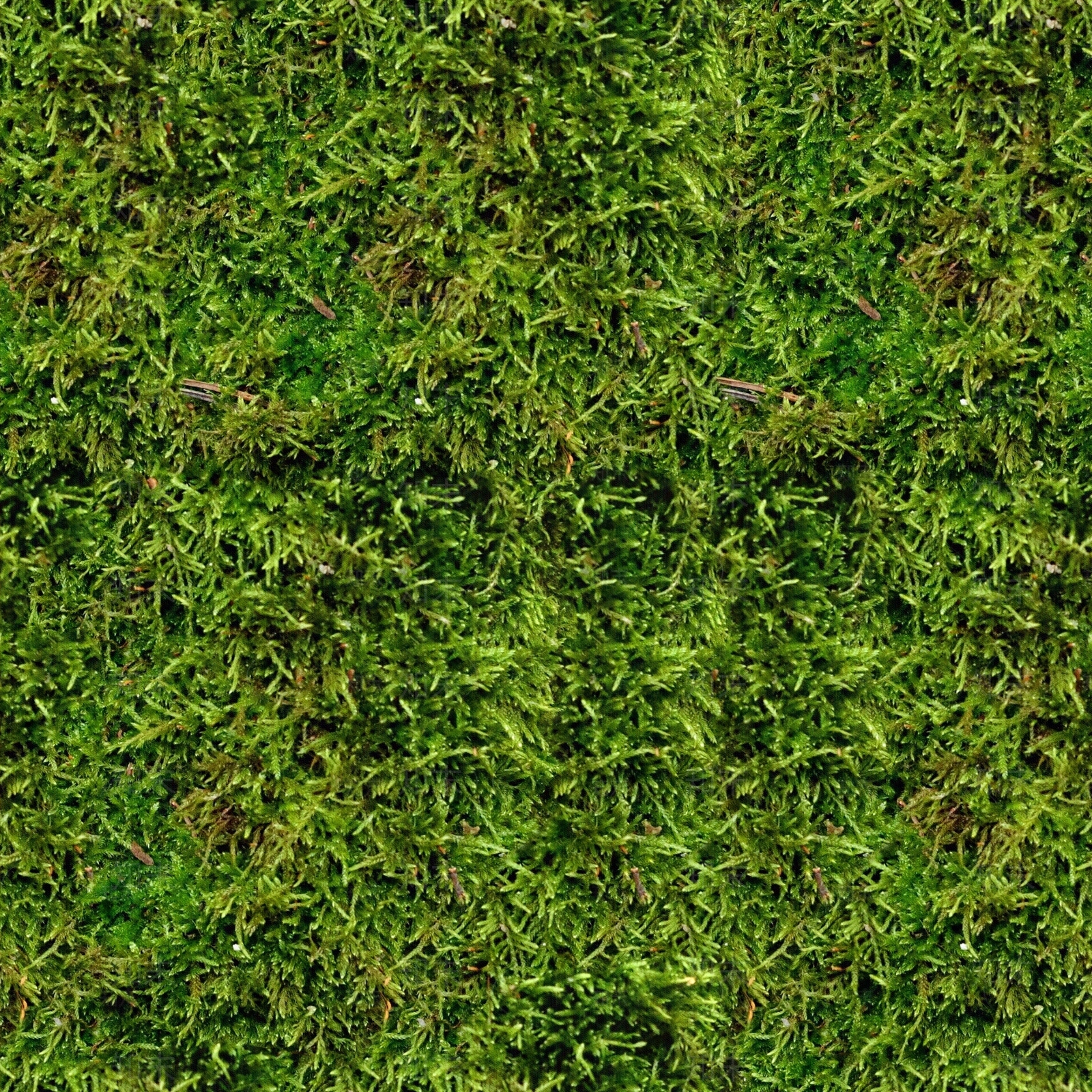 无缝青苔苔藓素材贴图下载【ID:1139416183】
