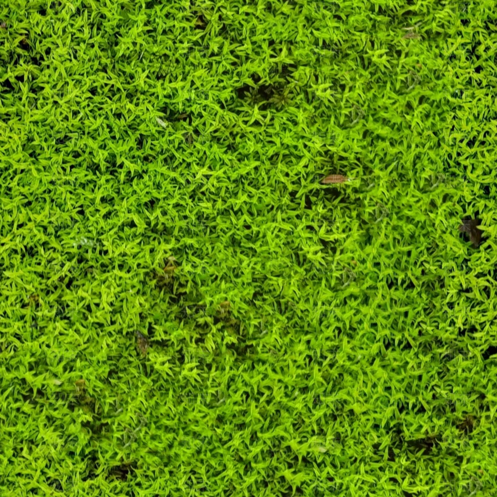 无缝青苔苔藓素材贴图下载【ID:1139416125】