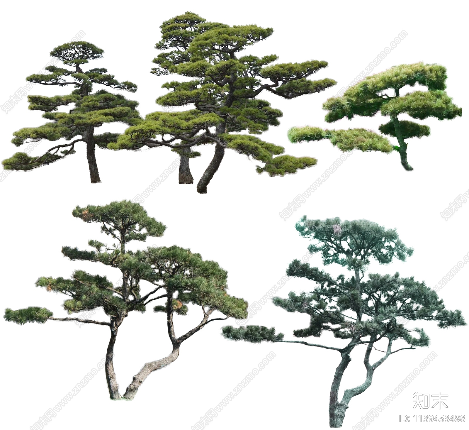 迎客松贴图下载【ID:1139453498】_【知末网贴图库】