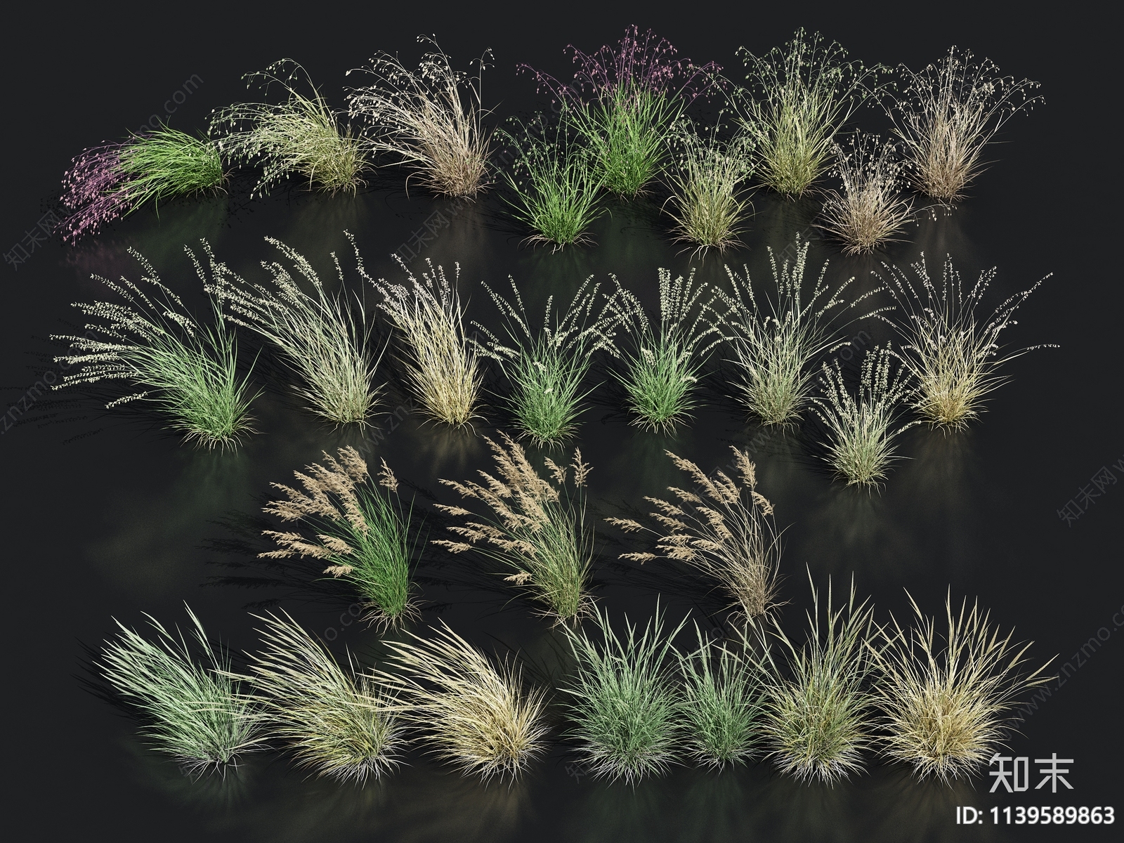 羽毛草3D模型下载【ID:1139589863】