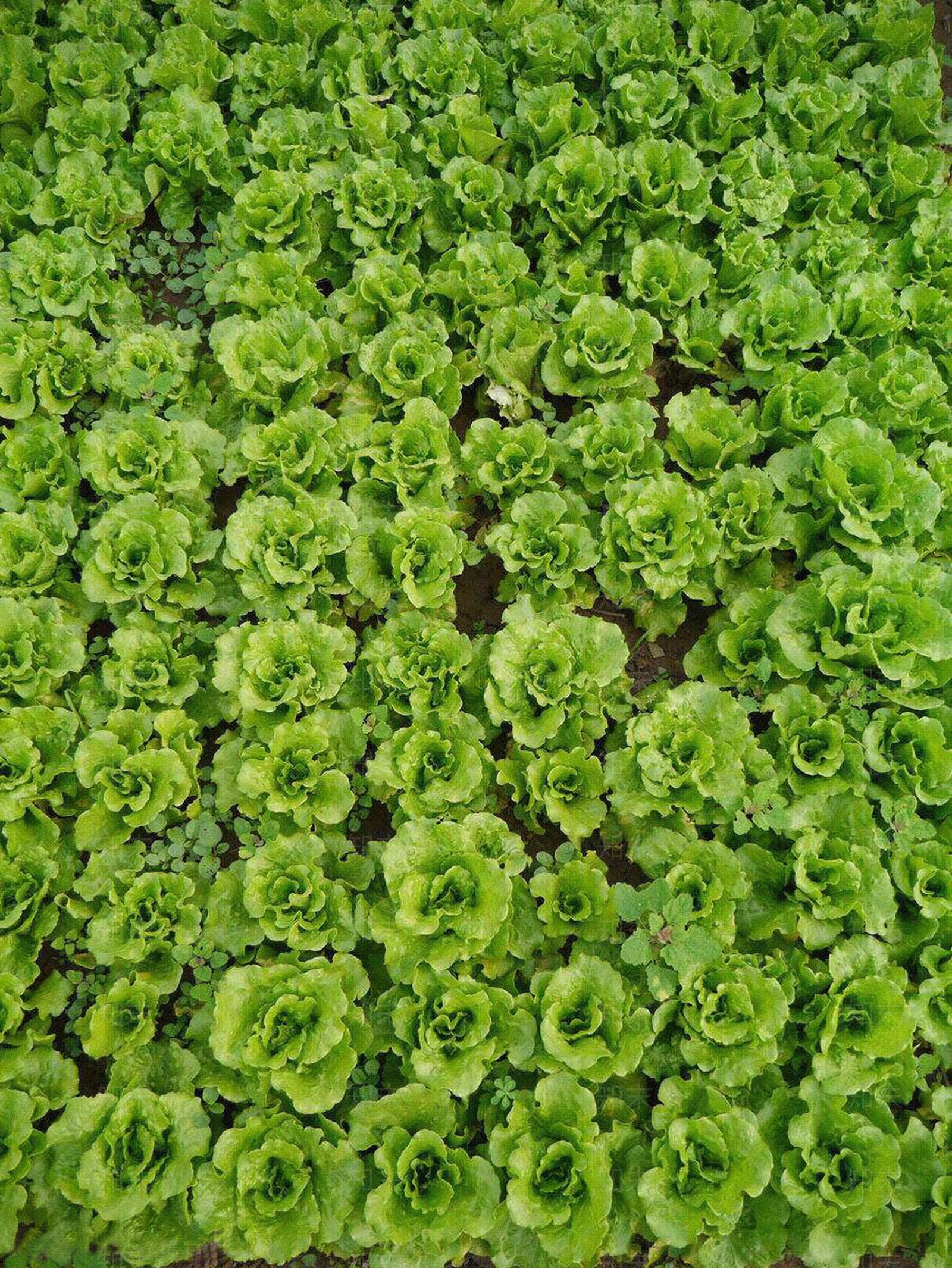 乡村菜园贴图下载【ID:1139776370】