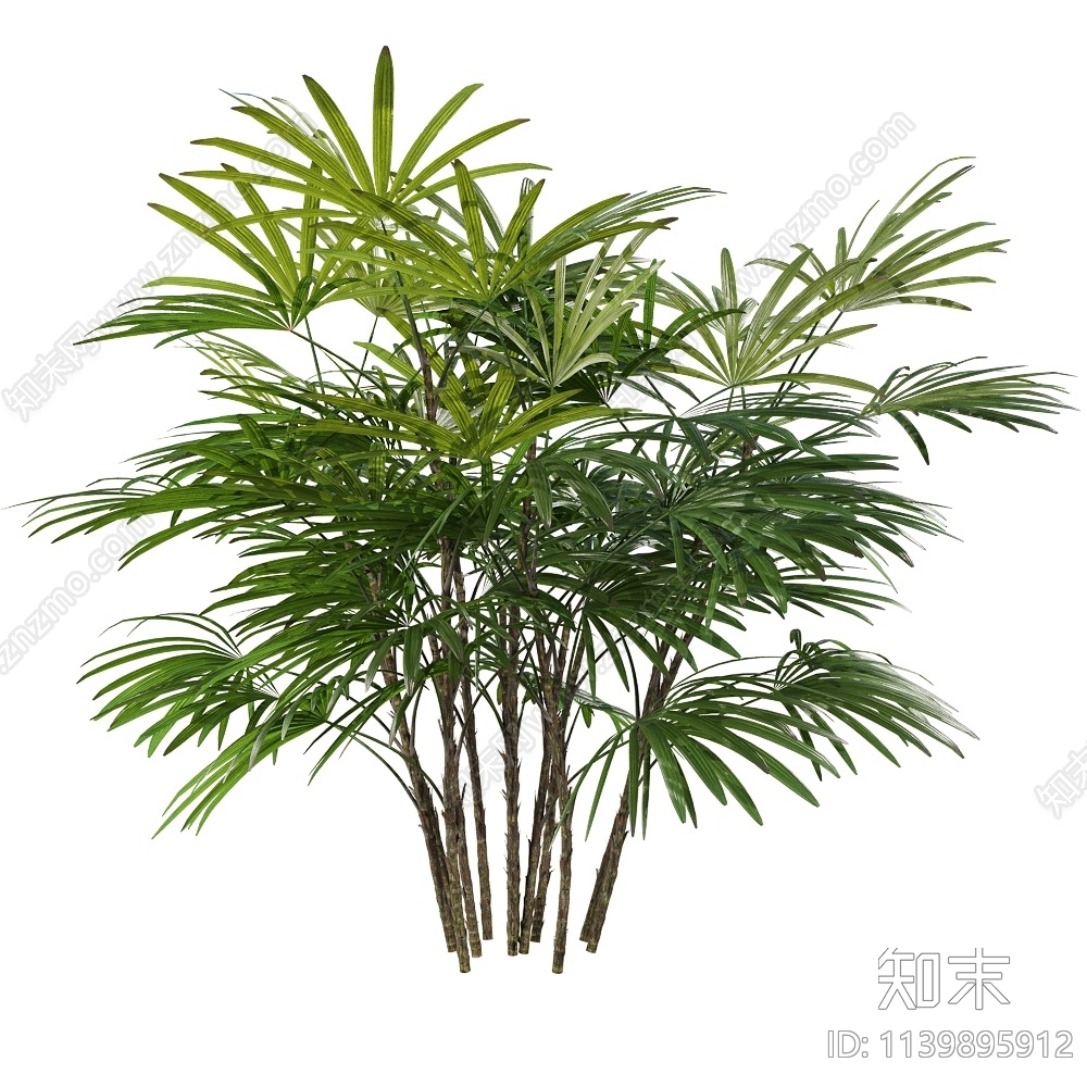 植物矮棕竹3D模型下载【ID:1139895912】