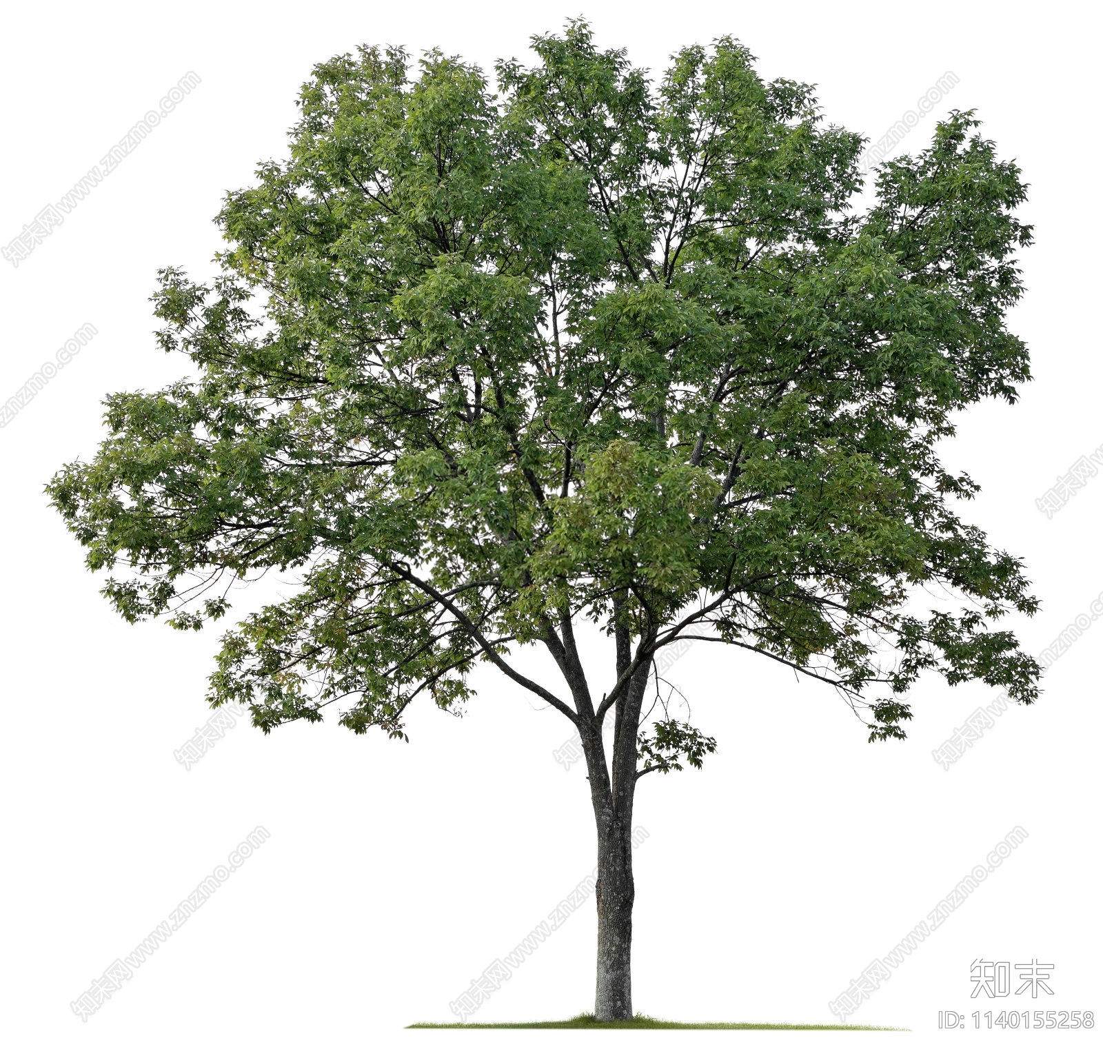 树木设计素材精品下载_知末网