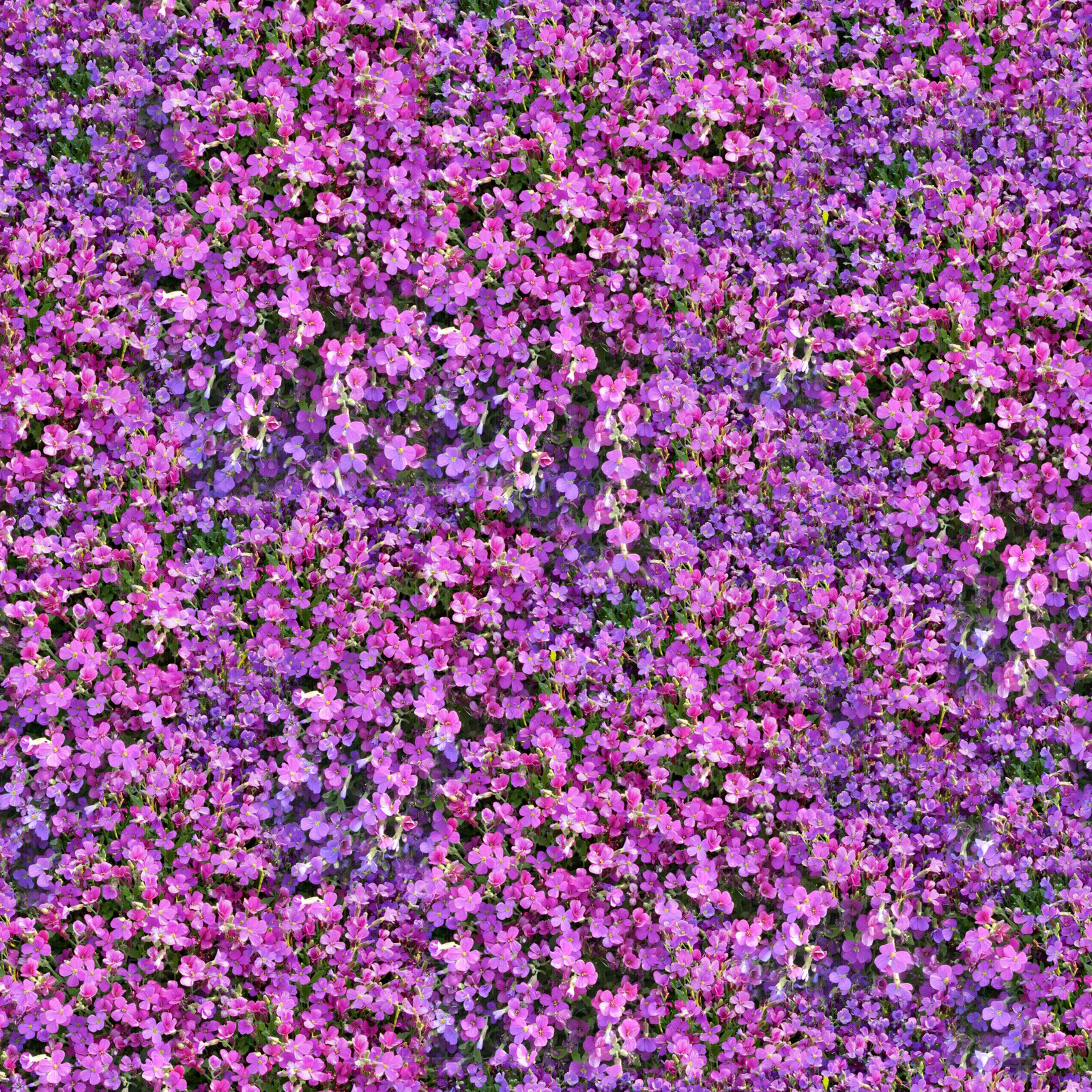 无缝紫色花卉植被地被贴图下载【ID:1140287198】