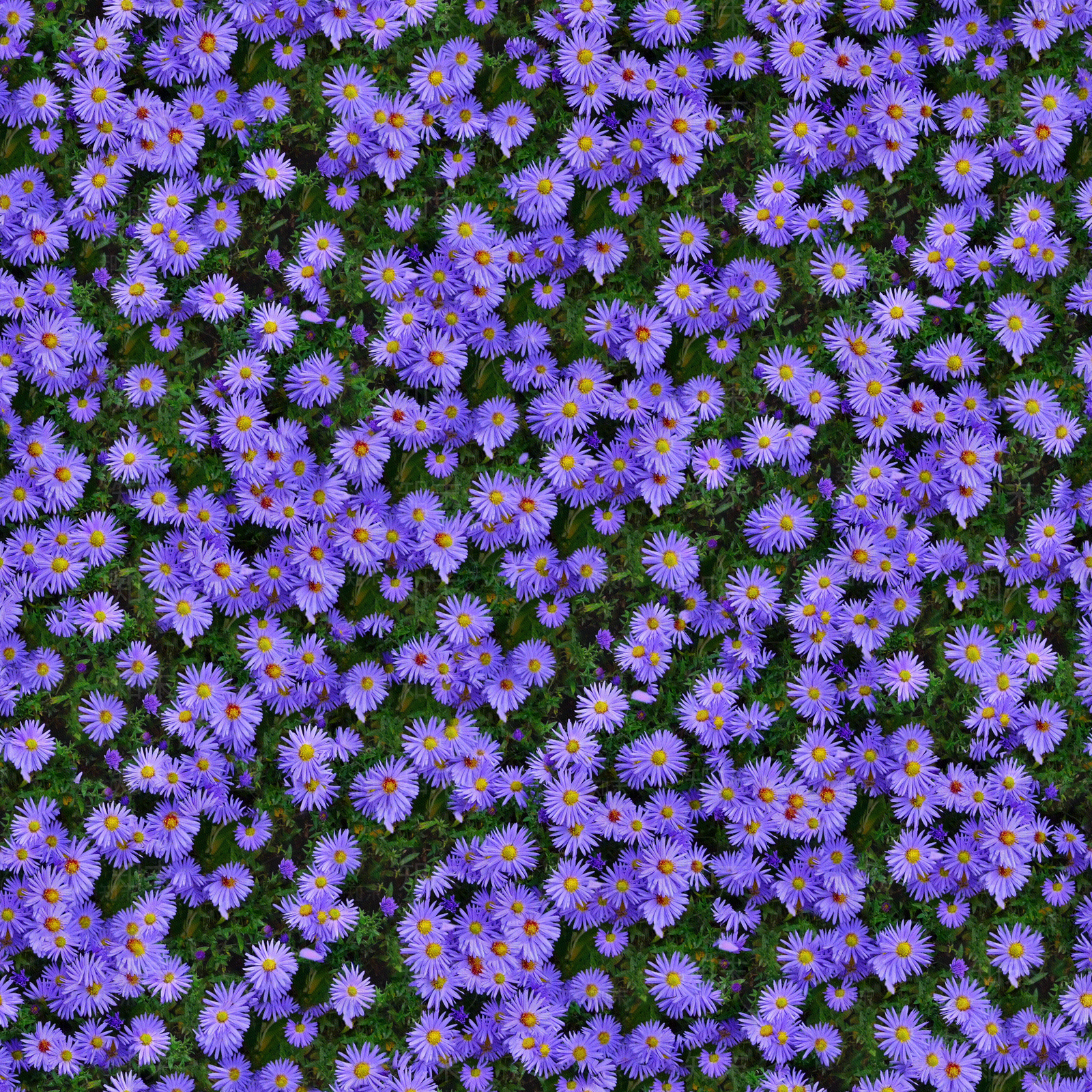 无缝蓝紫色花卉植被地被贴图下载【ID:1140287812】