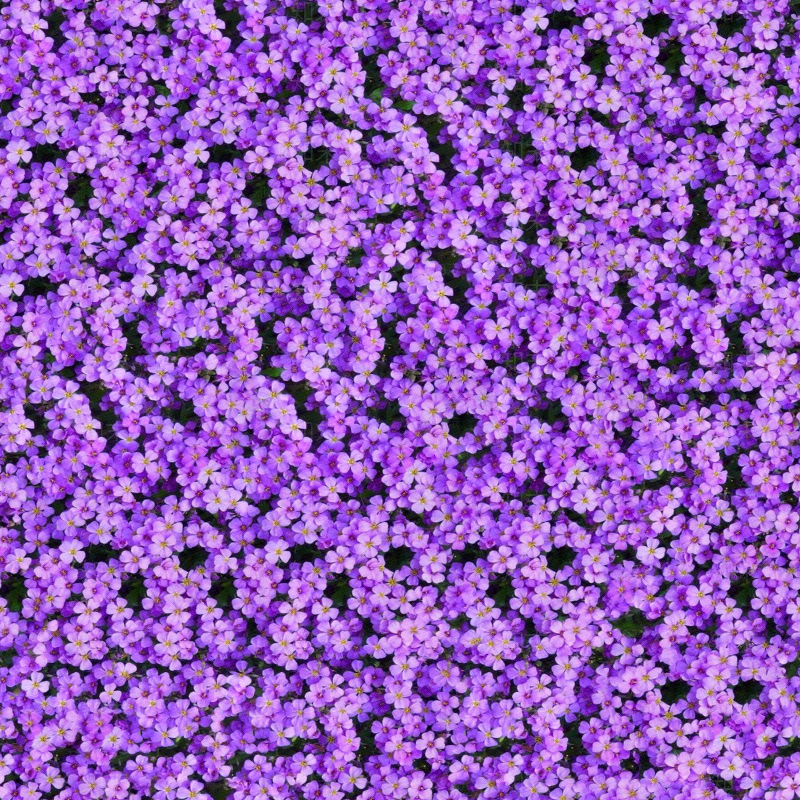 无缝紫色花卉植被地被贴图下载【ID:1140288080】