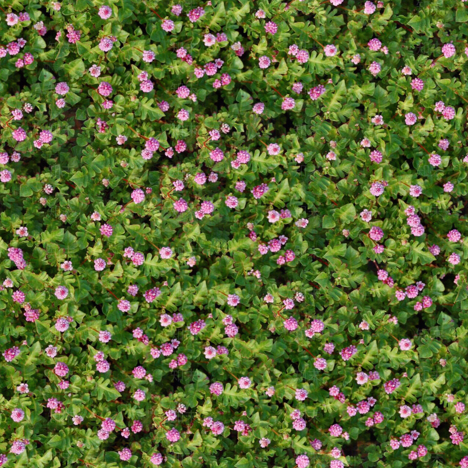 无缝紫色花卉植被地被贴图下载【ID:1140288245】