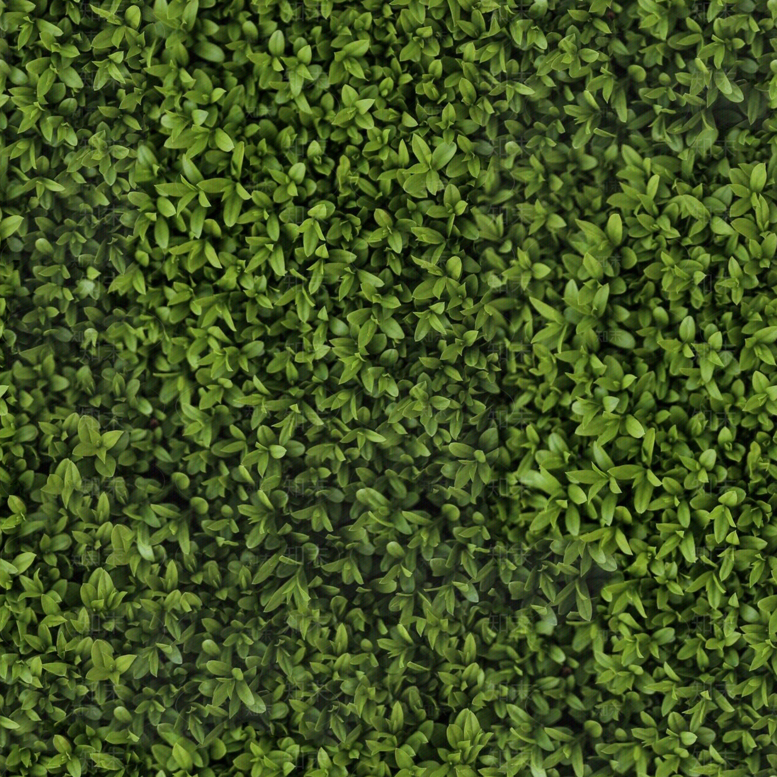 无缝植物绿篱绿植墙贴图下载【ID:1140293743】