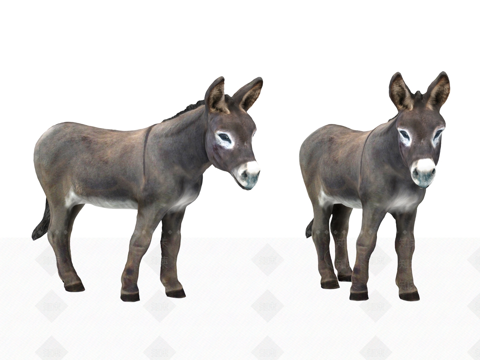 家禽类动物3D模型下载【ID:1140306614】