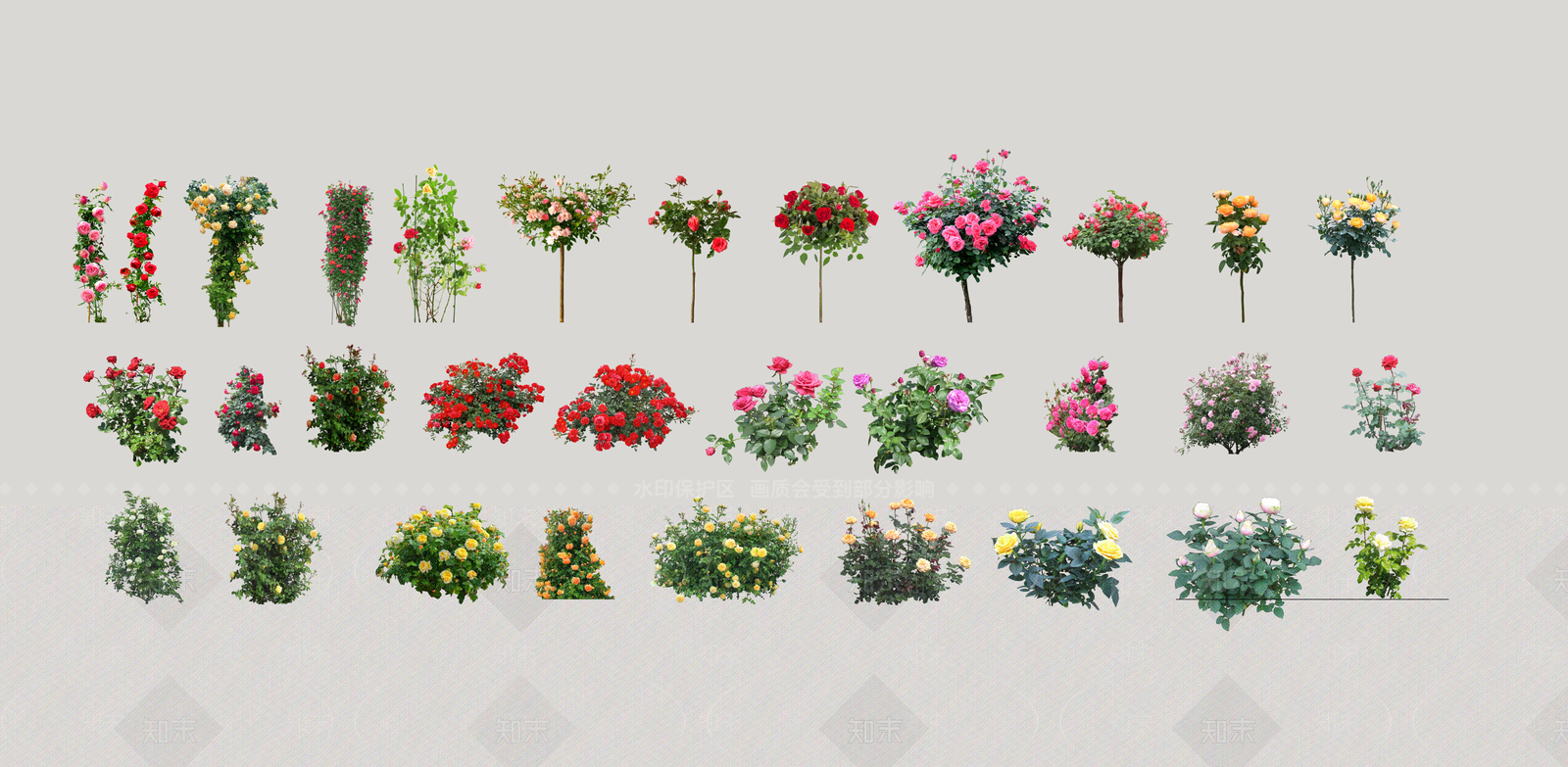 2D蔷薇SU模型下载【ID:1140455852】