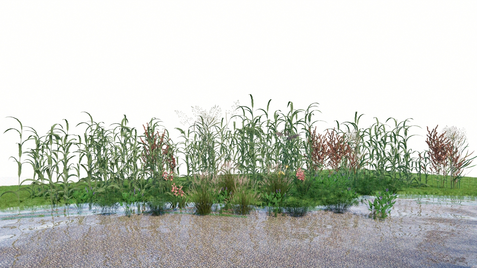 芦苇SU模型下载【ID:1140584993】