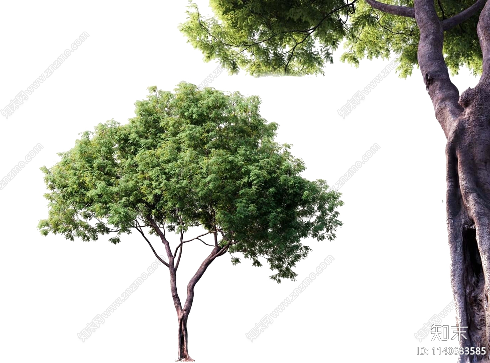 乔木设计素材精品下载_知末网