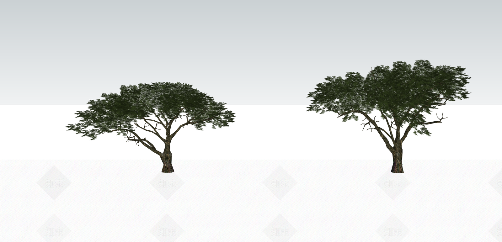 金合欢树非洲生命之树低脂膜树SU模型下载【ID:1140684763】