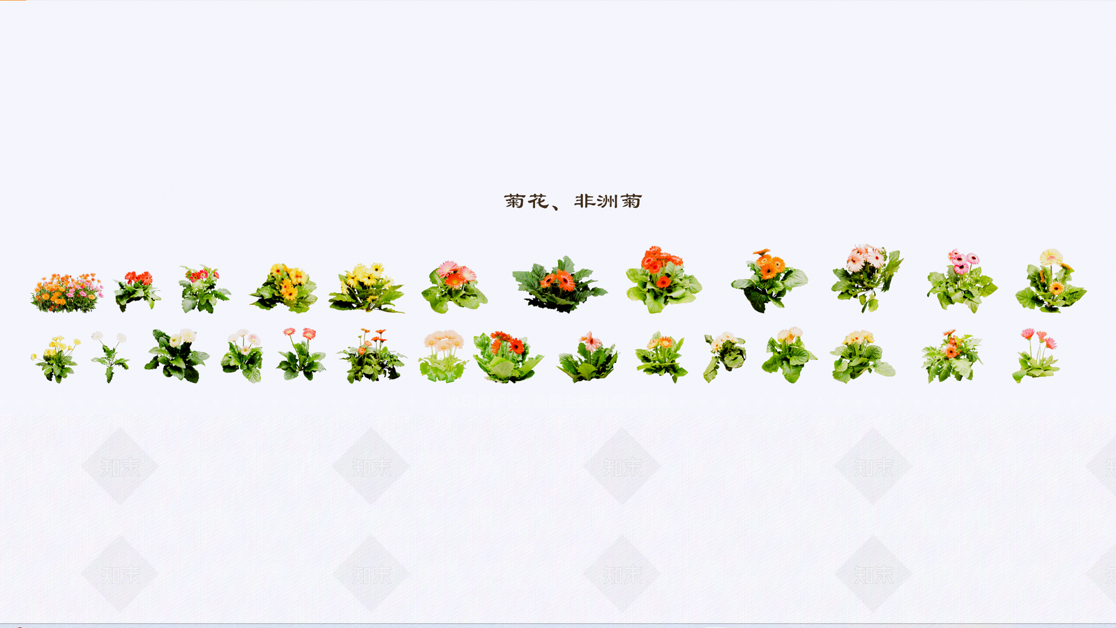 2D花草菊花SU模型下载【ID:1140774069】