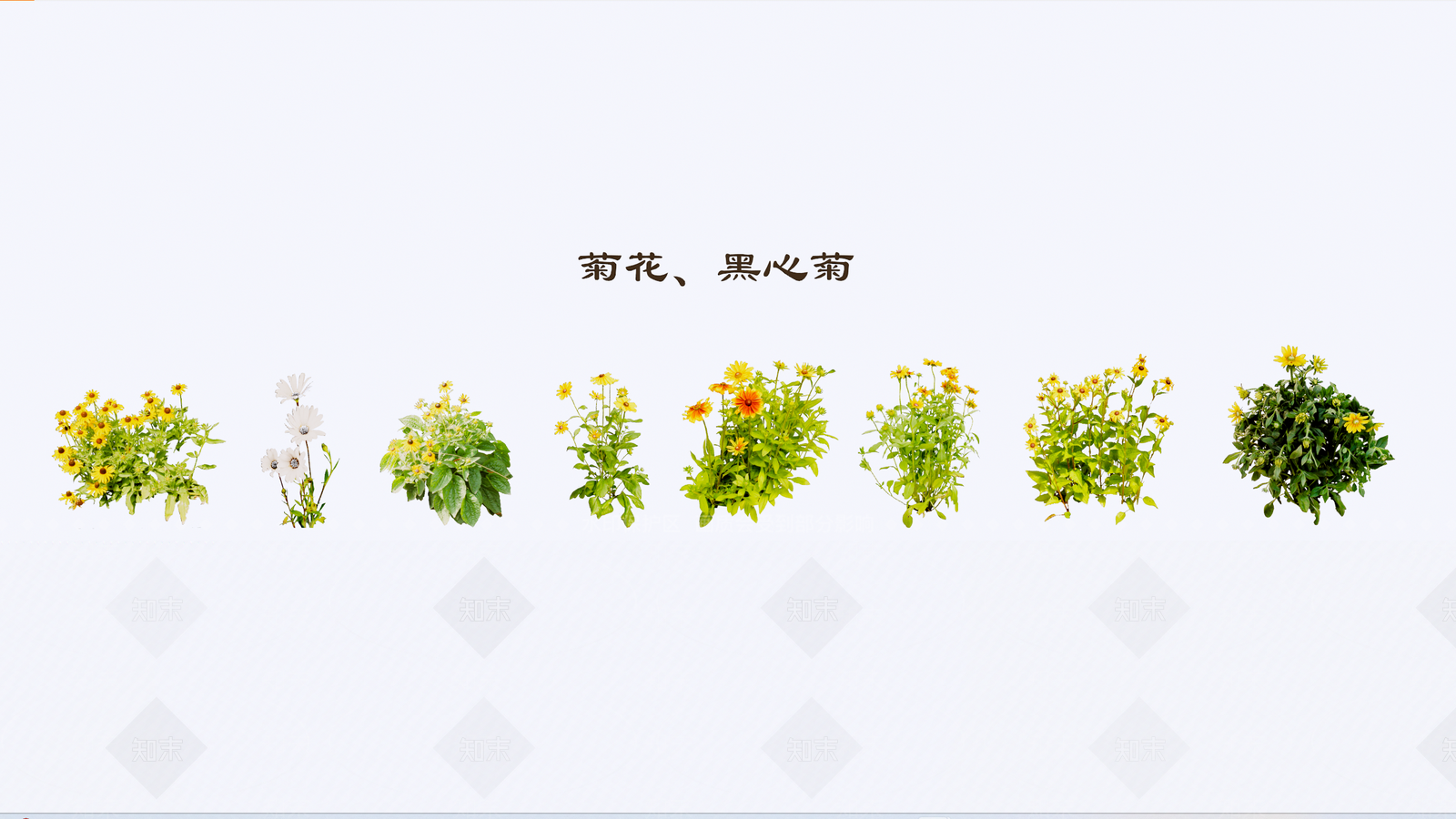 2D花草菊花SU模型下载【ID:1140773903】