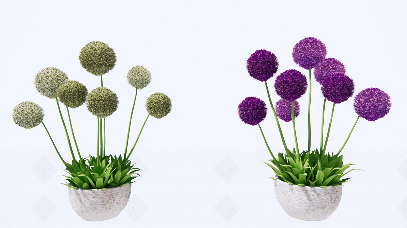 大花葱盆栽SU模型下载【ID:1140799336】