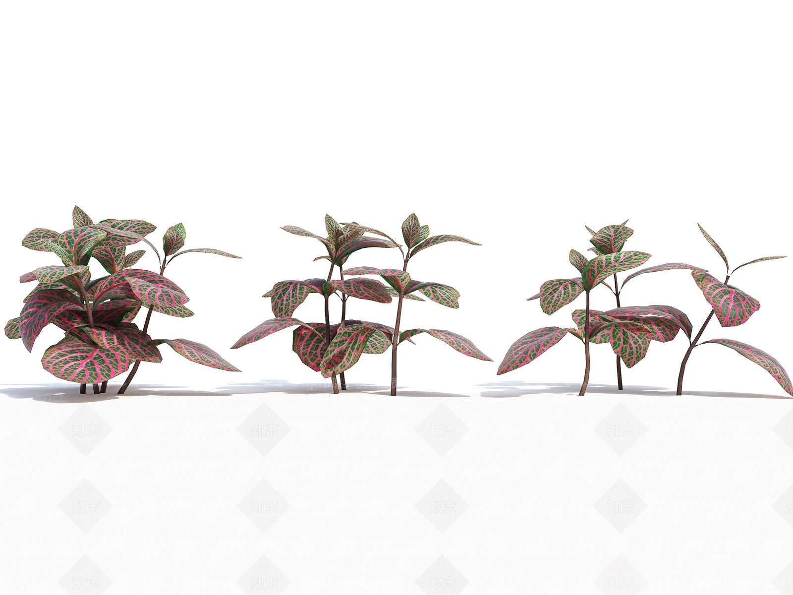 网纹草3D模型下载【ID:1140960671】