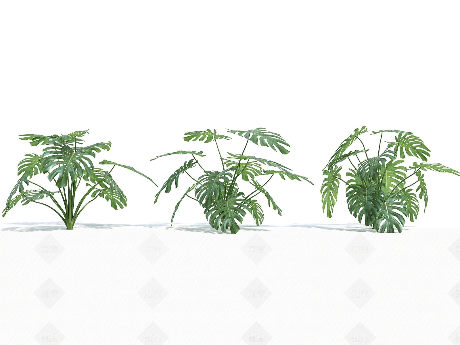 龟背竹3D模型下载【ID:1140982830】