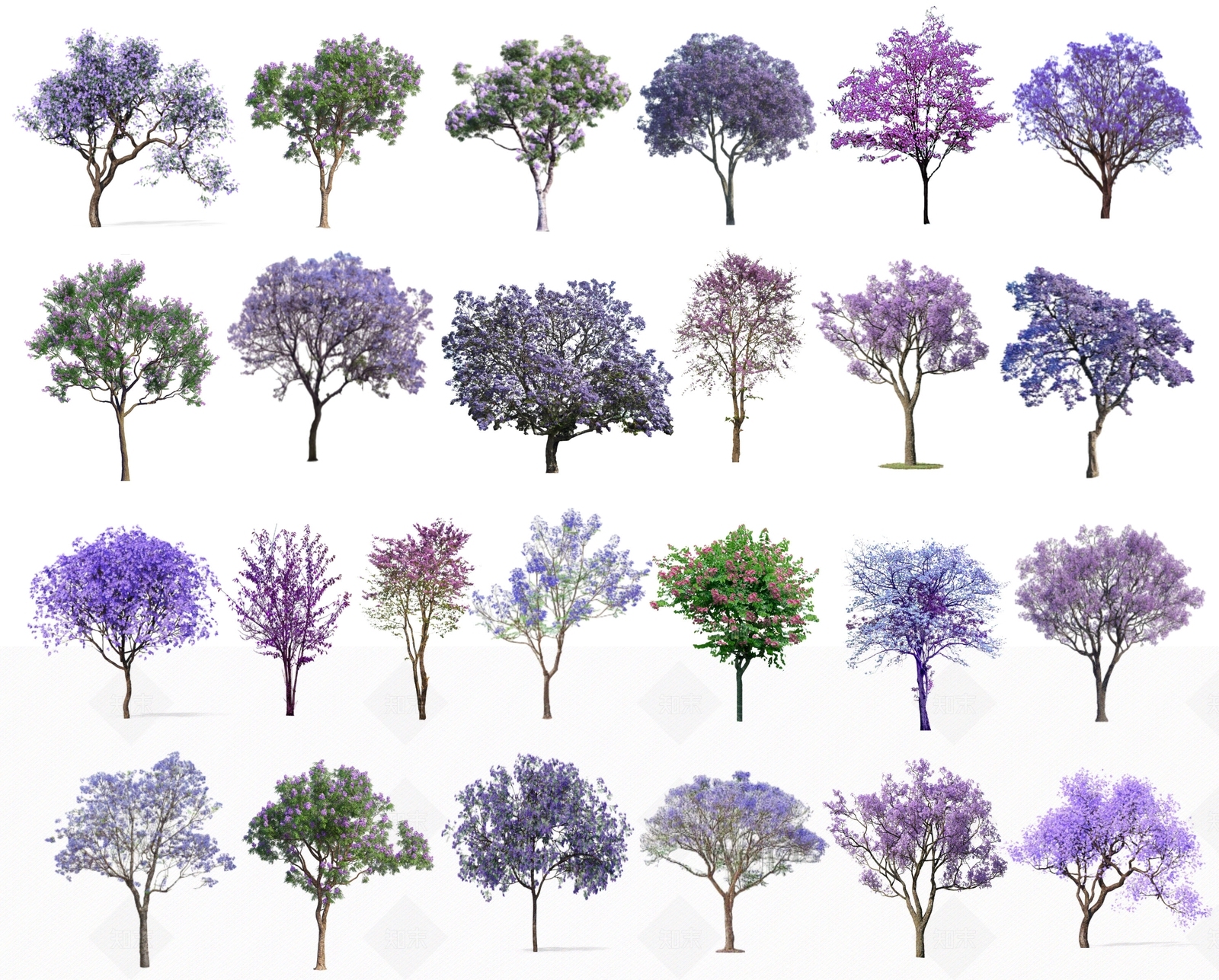 2D蓝花楹SU模型下载【ID:1162897925】