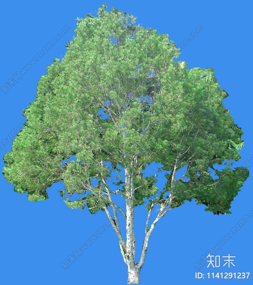 乔木设计素材精品下载_知末网