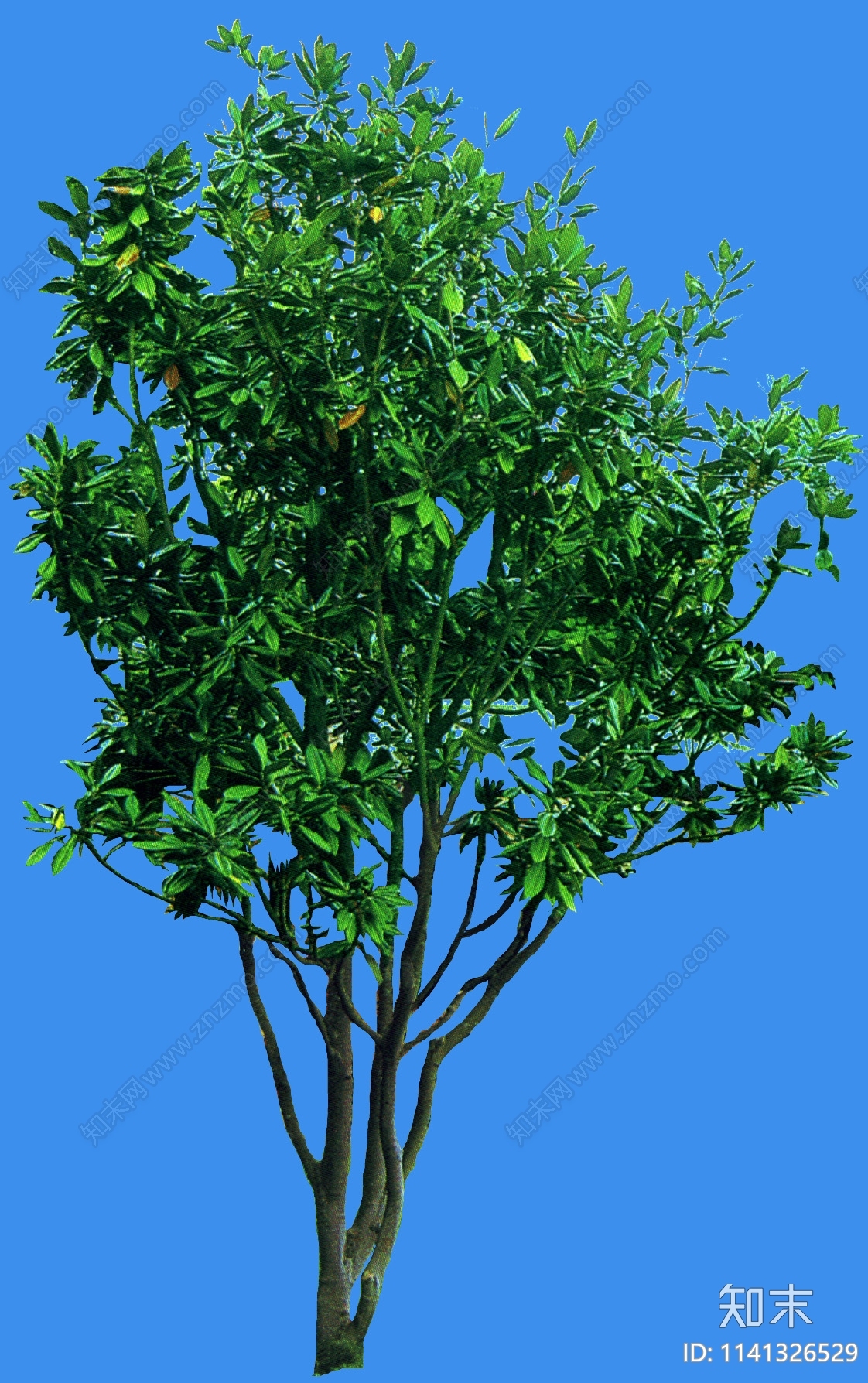 PSD免抠广玉兰乔木植物下载【ID:1141326529】undefined