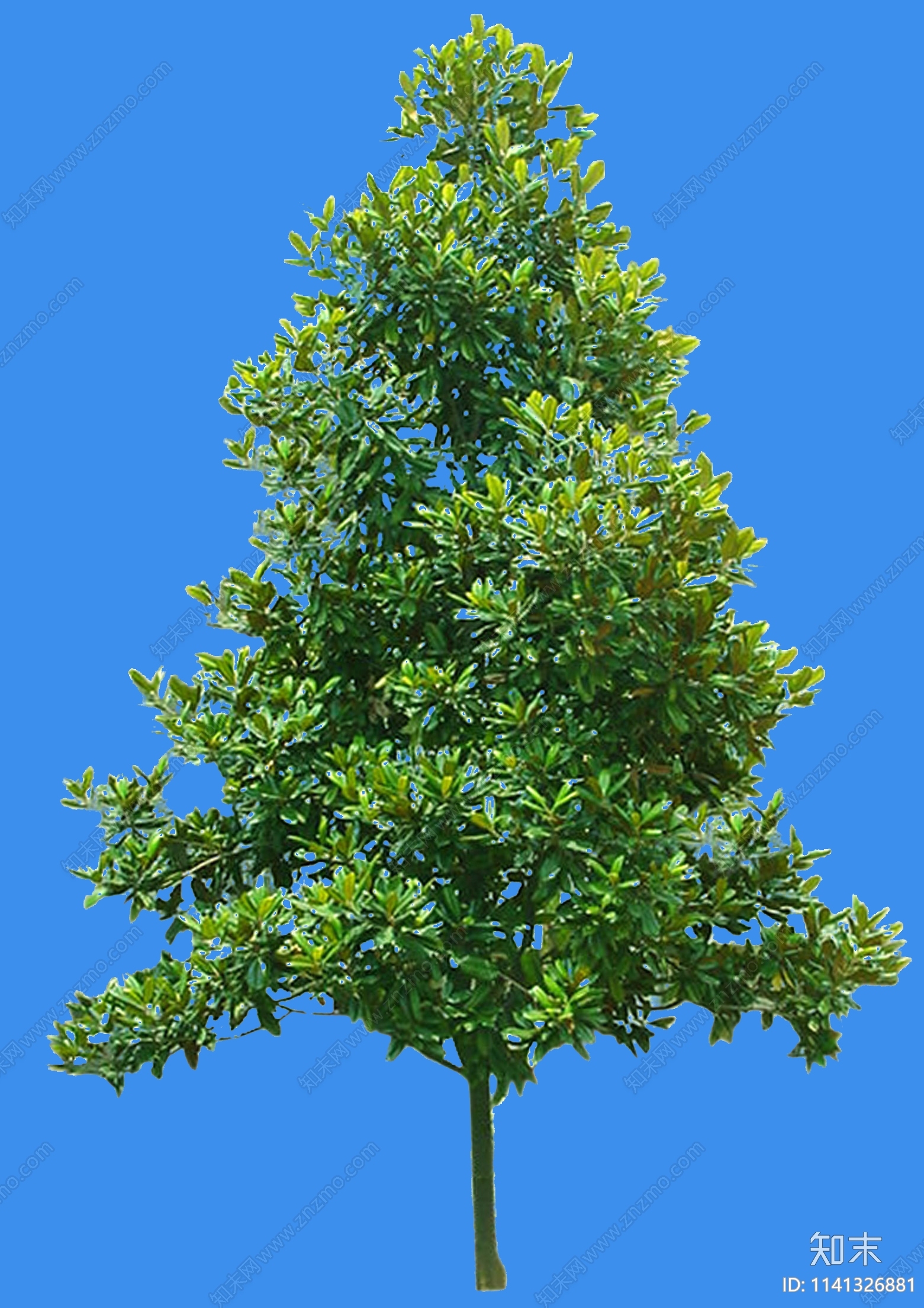 PSD免抠广玉兰乔木植物贴图下载【ID:1141326881】_【知末网贴图库】