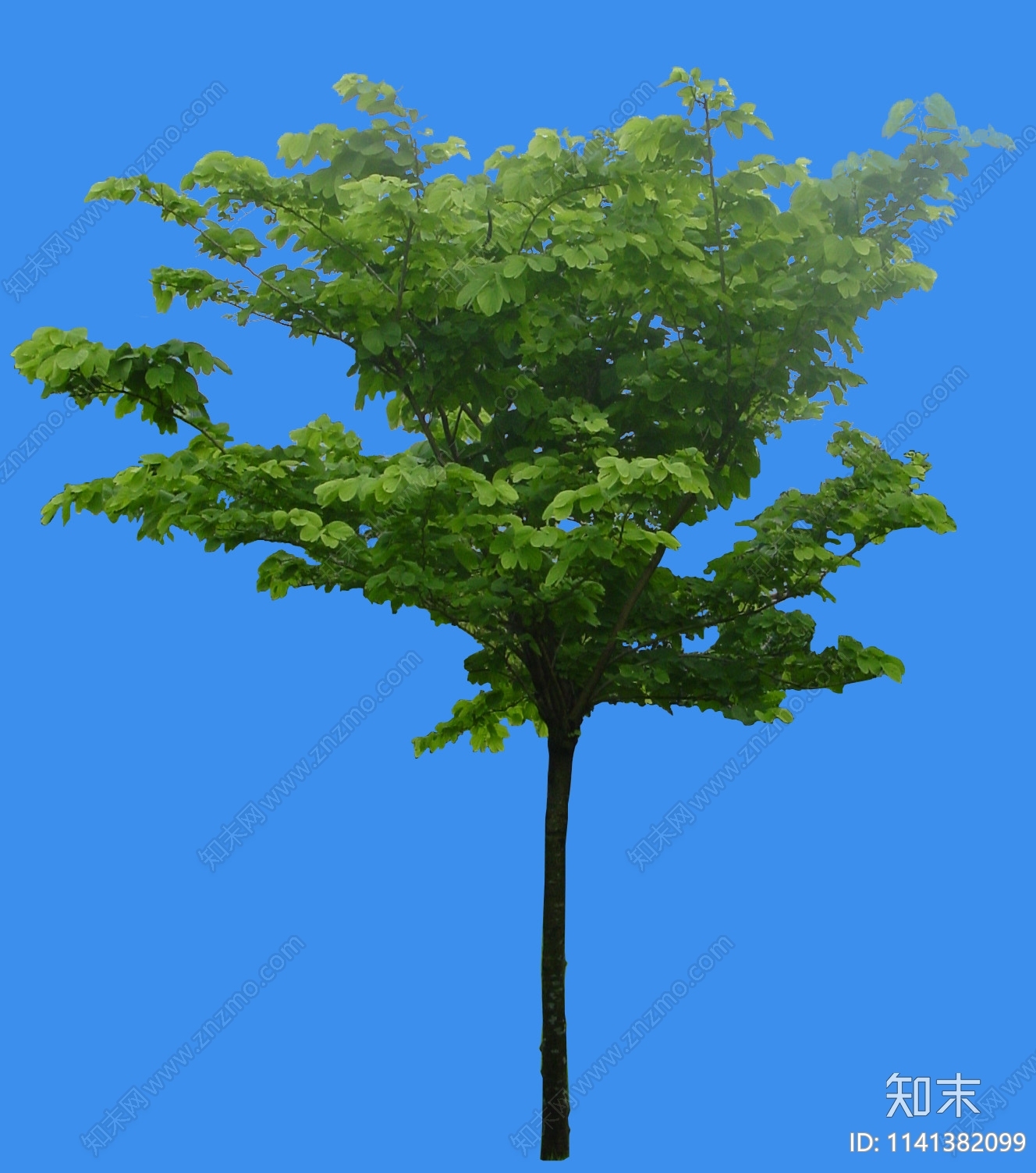 树木设计素材精品下载_知末网