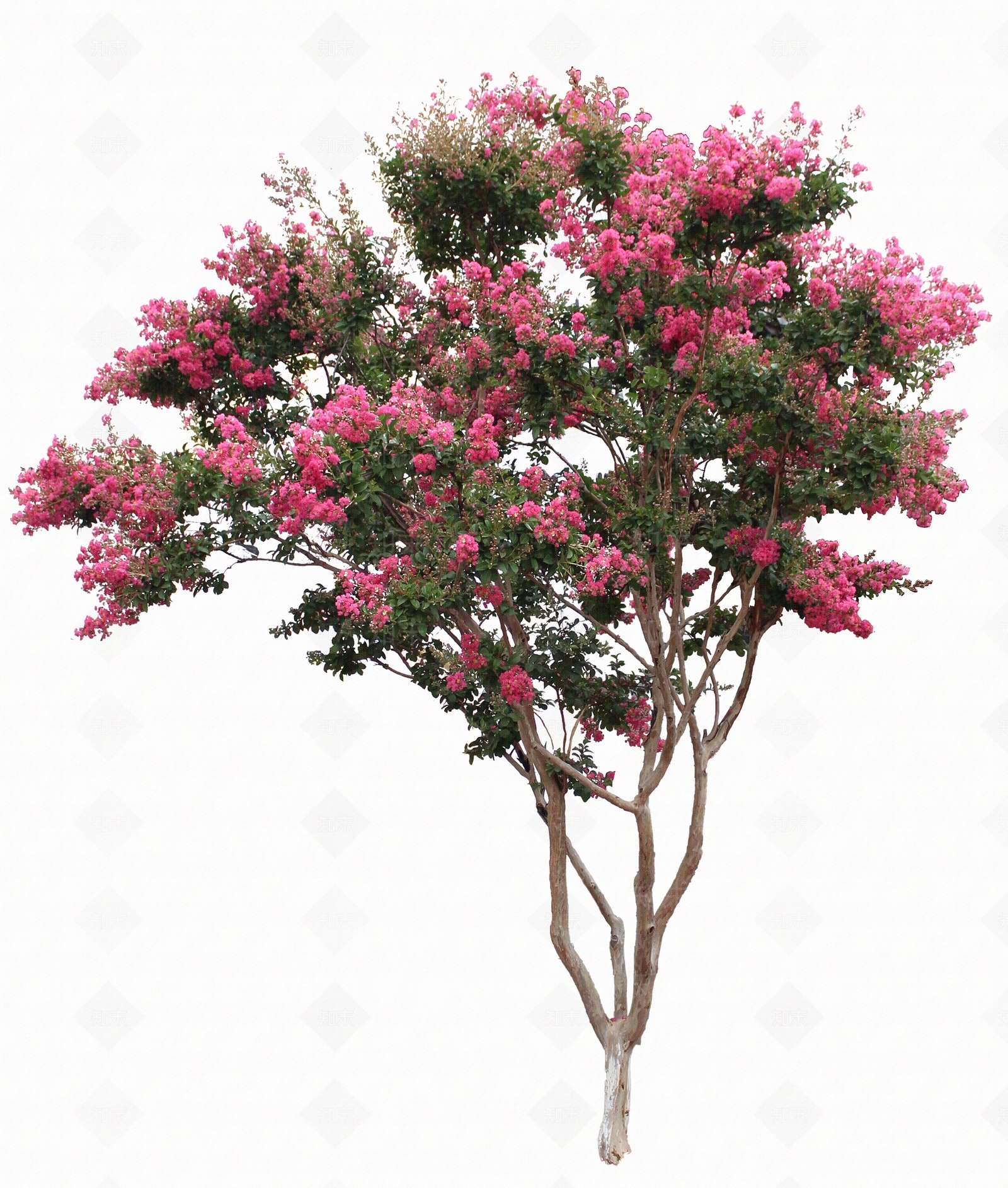 景观树贴图下载【ID:1141623581】