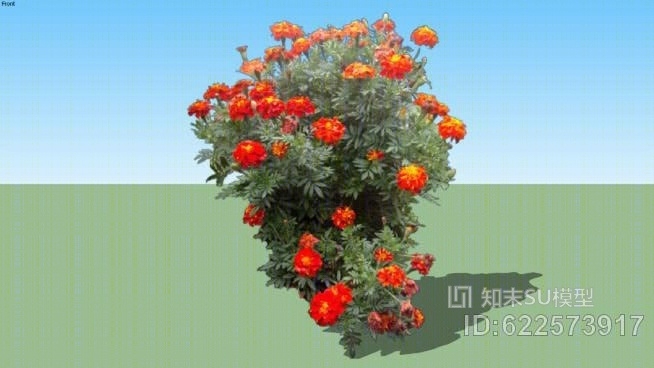 万寿菊02SU模型下载【ID:622573917】