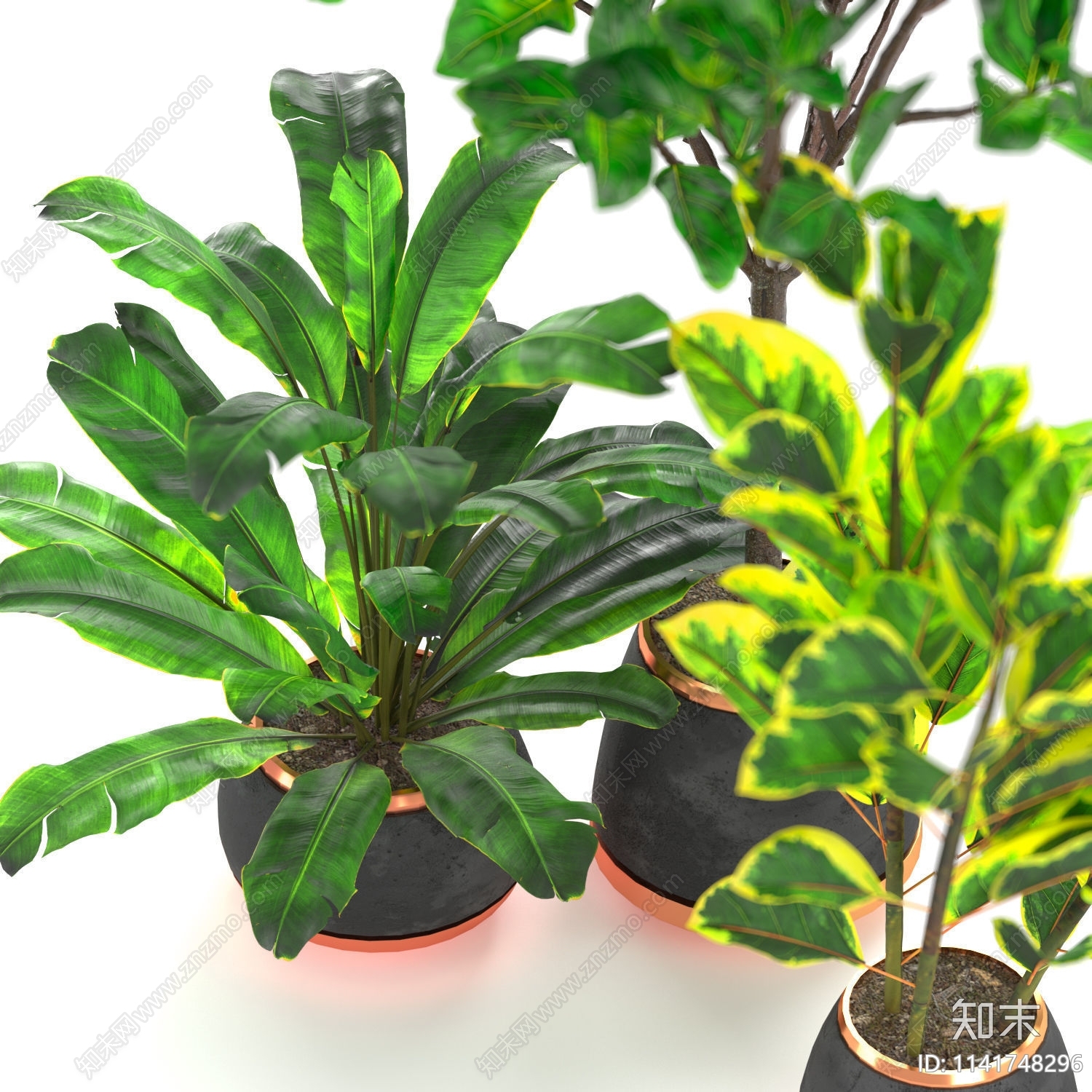 室内盆栽植物3D模型下载【ID:1141748296】