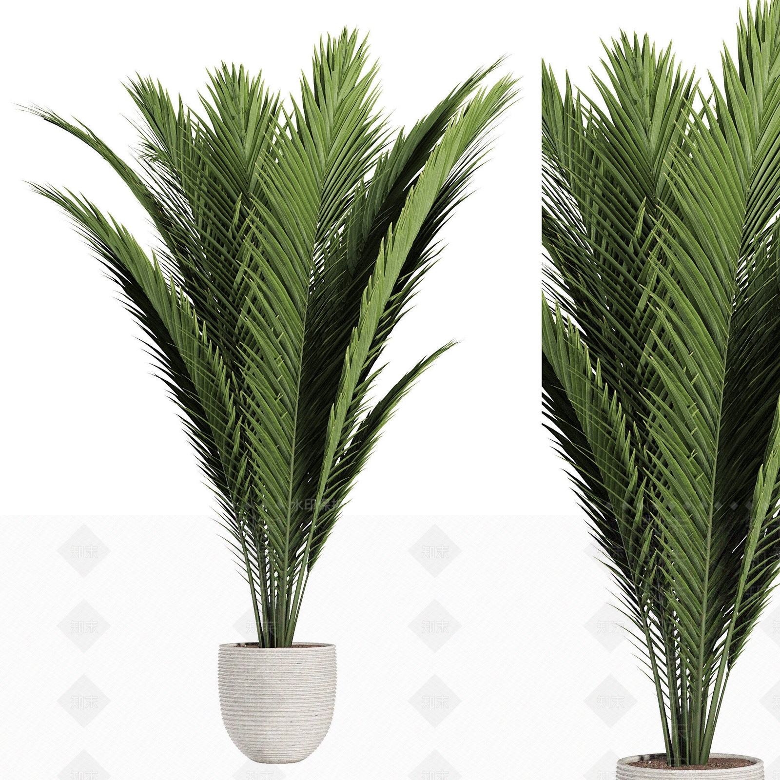 室内盆栽植物3D模型下载【ID:1141753777】