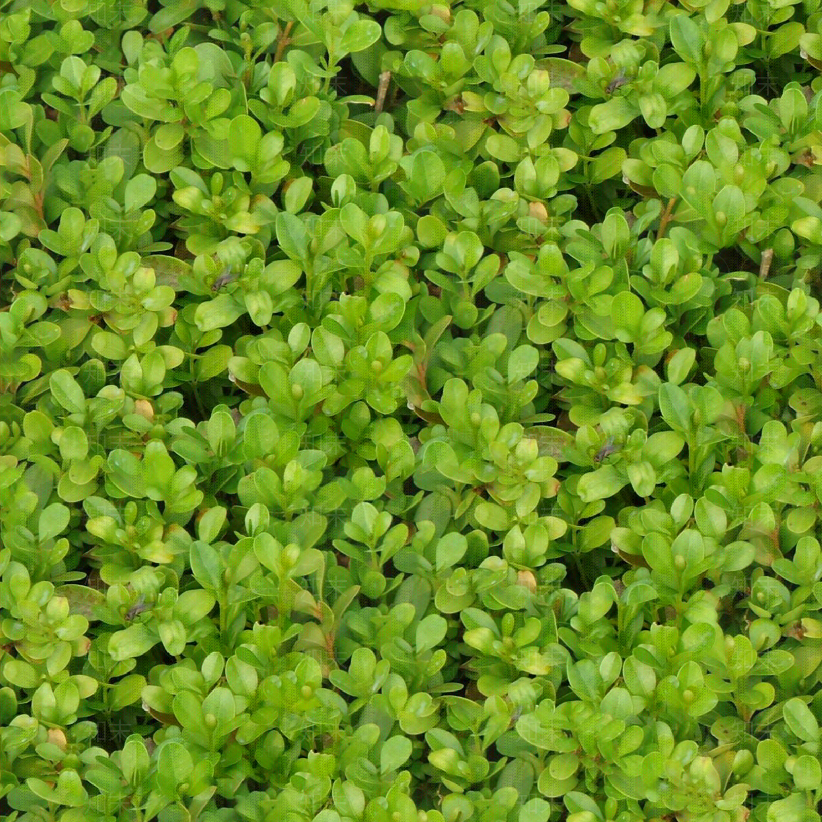 海桐绿植贴图下载【ID:1142028161】