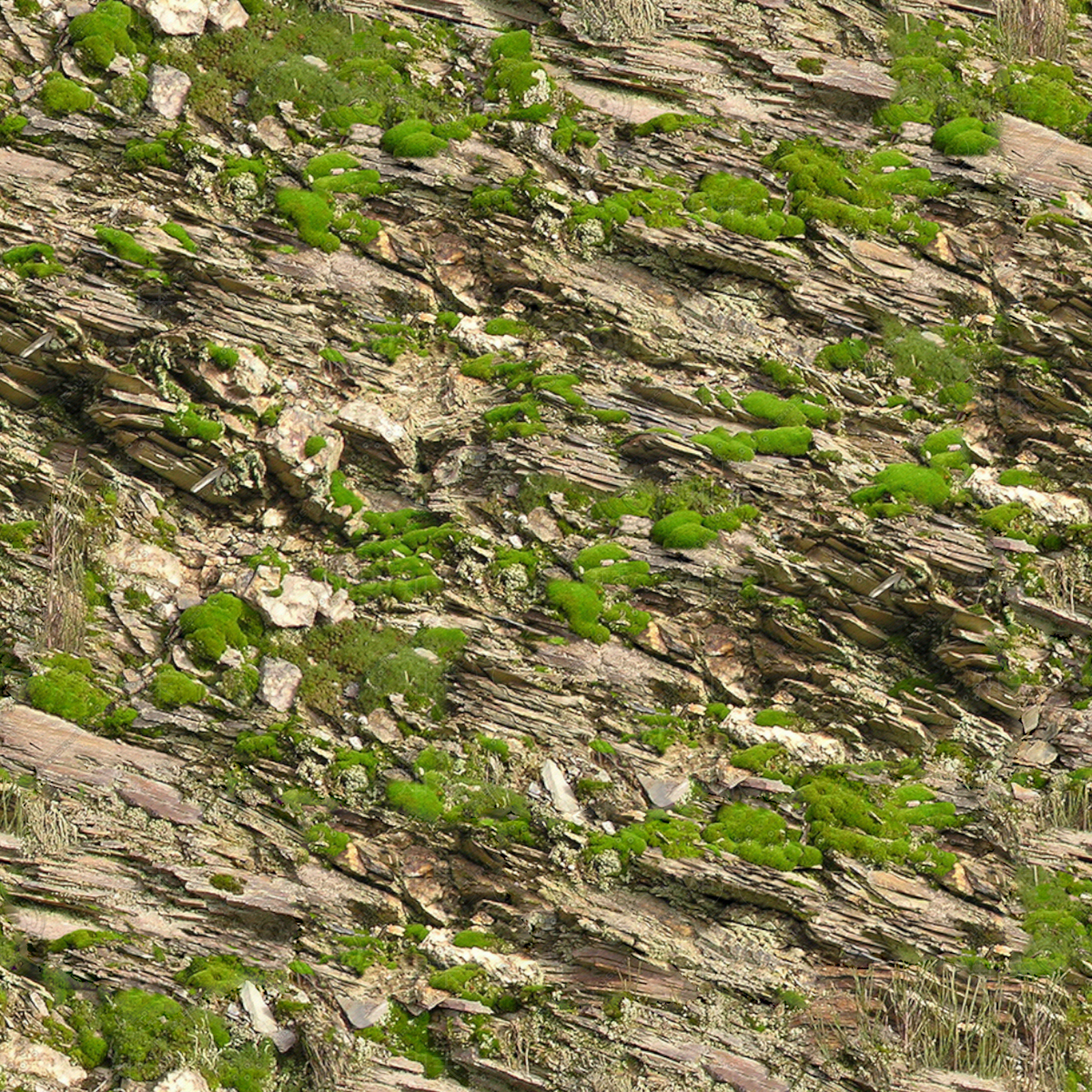 高清无缝长满苔藓树皮贴图贴图下载【ID:1142046546】