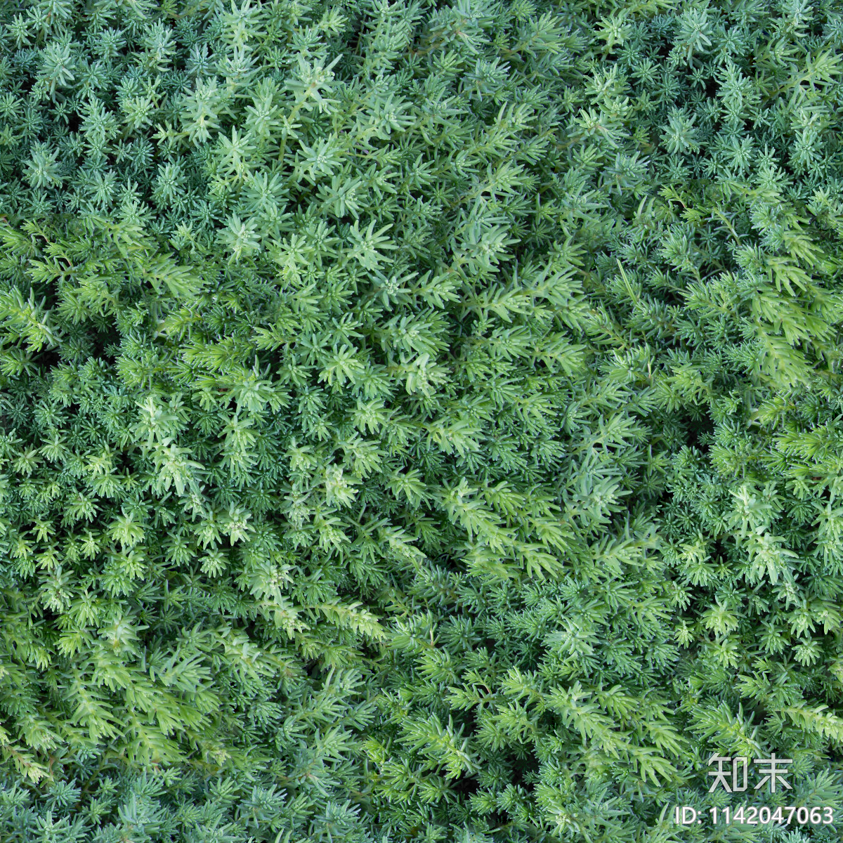 地衣地被苔藓植物贴图贴图下载【ID:1142047063】