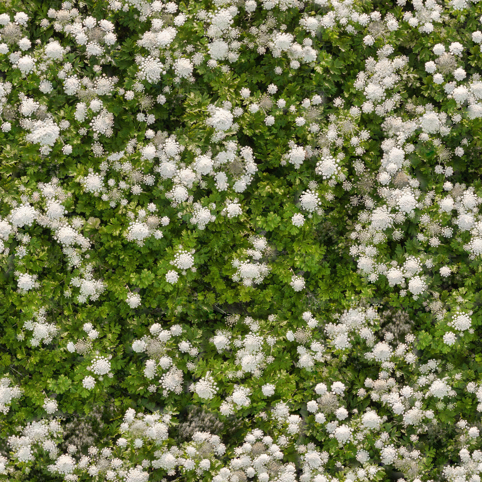 高清无缝白色灌木花丛贴图贴图下载【ID:1142107330】