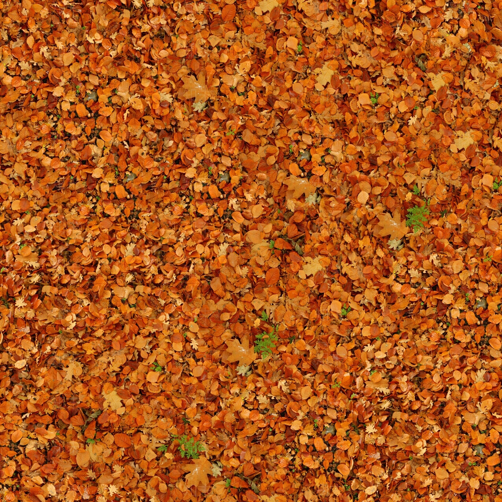 高清无缝落叶草地草皮贴图下载【ID:1142206292】