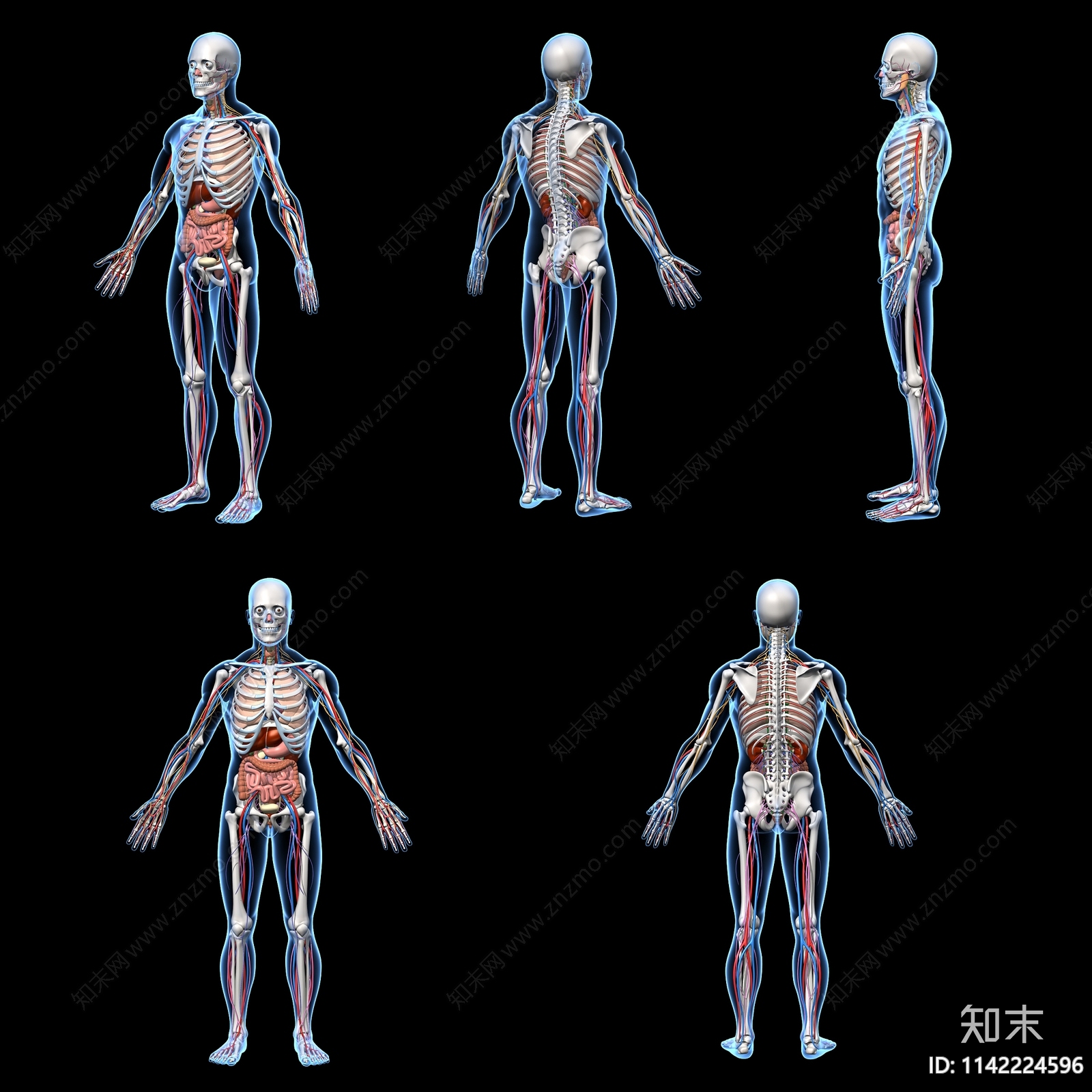 人体骨骼器官3D模型下载【ID:1142224596】