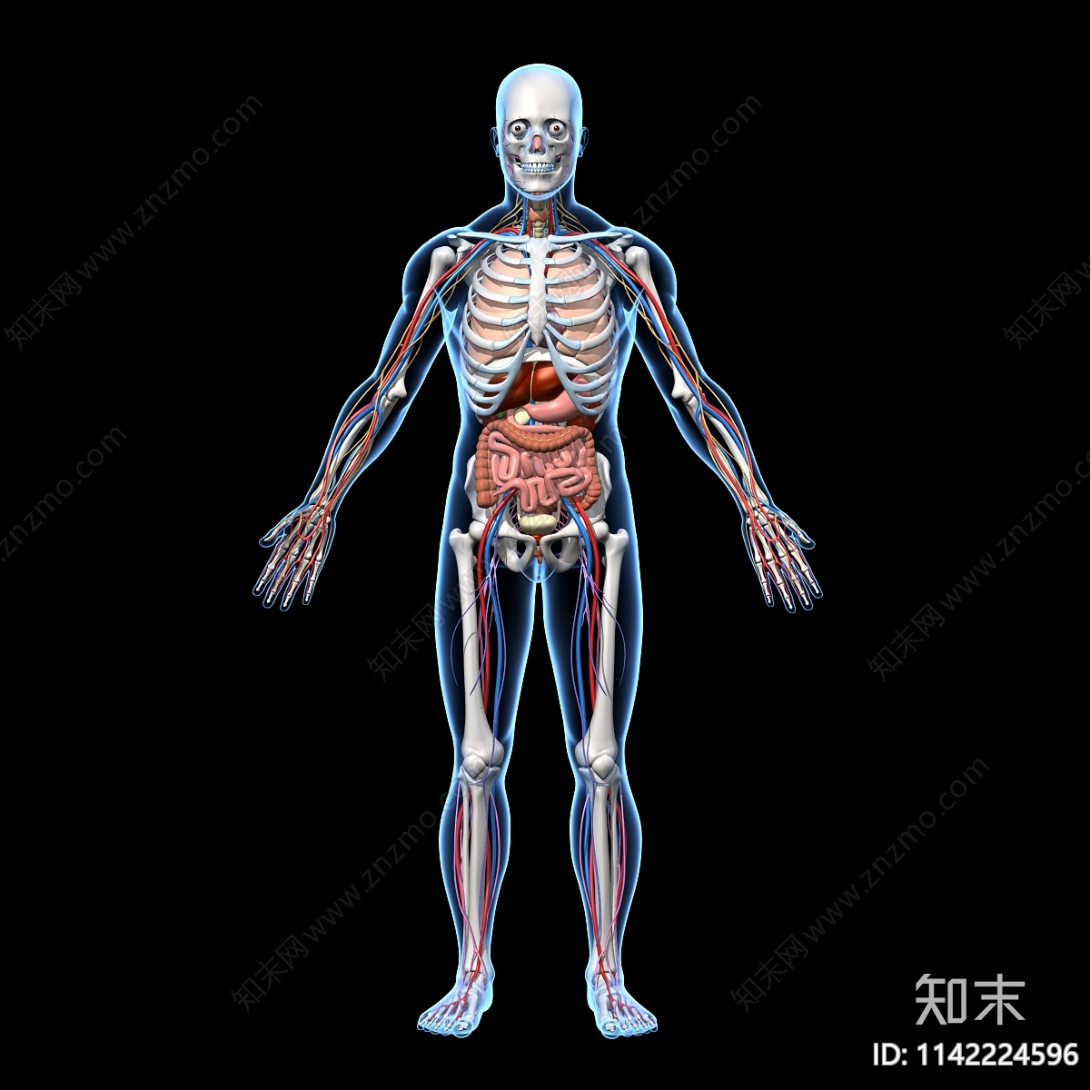 人体骨骼器官3D模型下载【ID:1142224596】