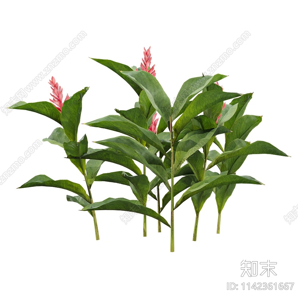 Alpinia3D模型下载【ID:1142361667】