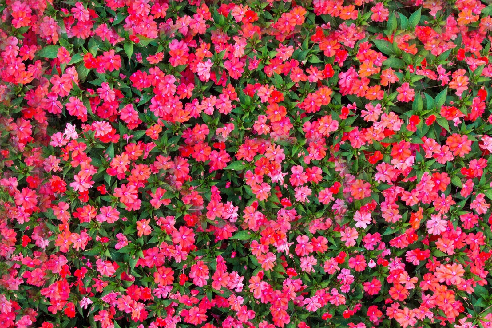 玫红凤仙无缝贴图贴图下载【ID:1142556658】