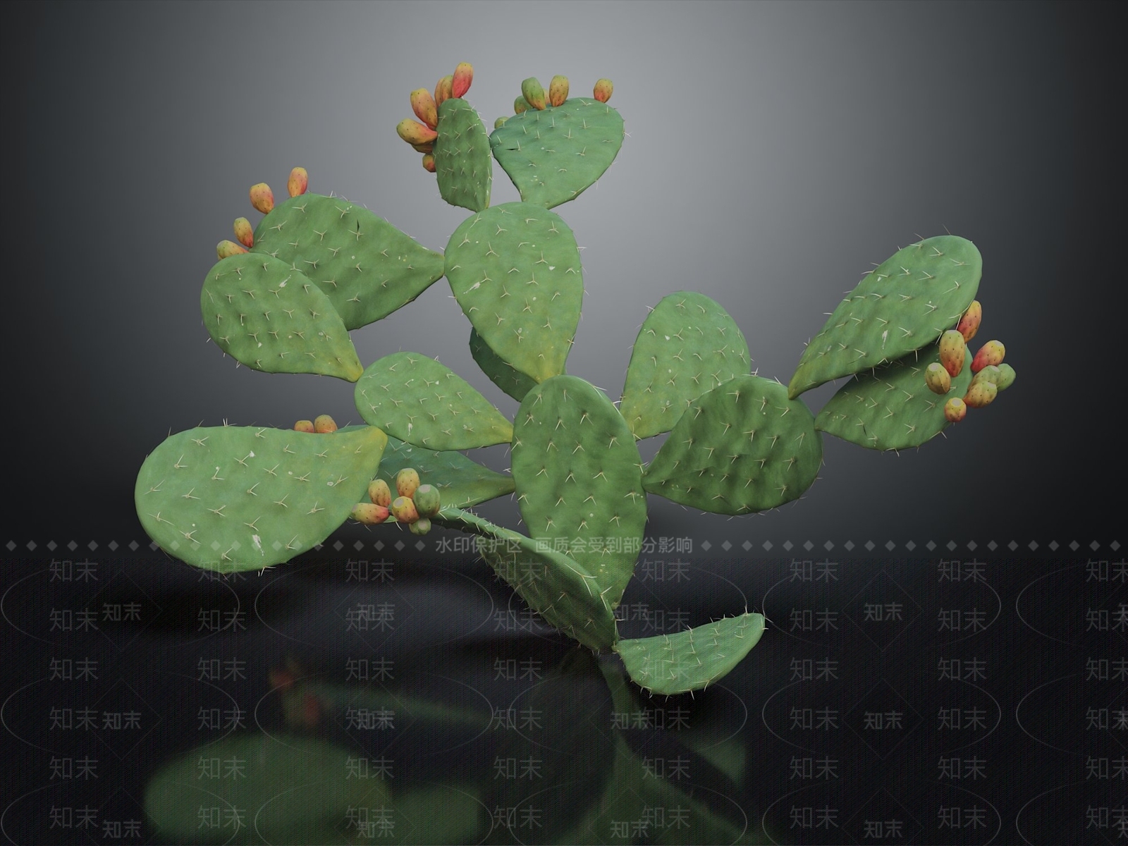 梨果仙人掌3D模型下载【ID:1142674287】