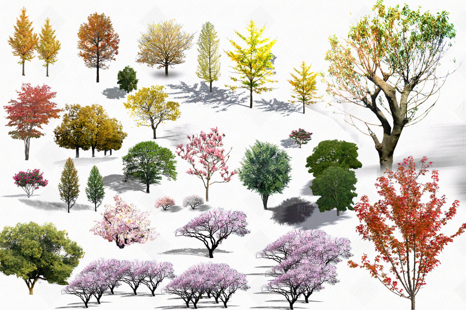 贴图材质_园林景观植物树木ps素材贴图下载【ID:1142746996】