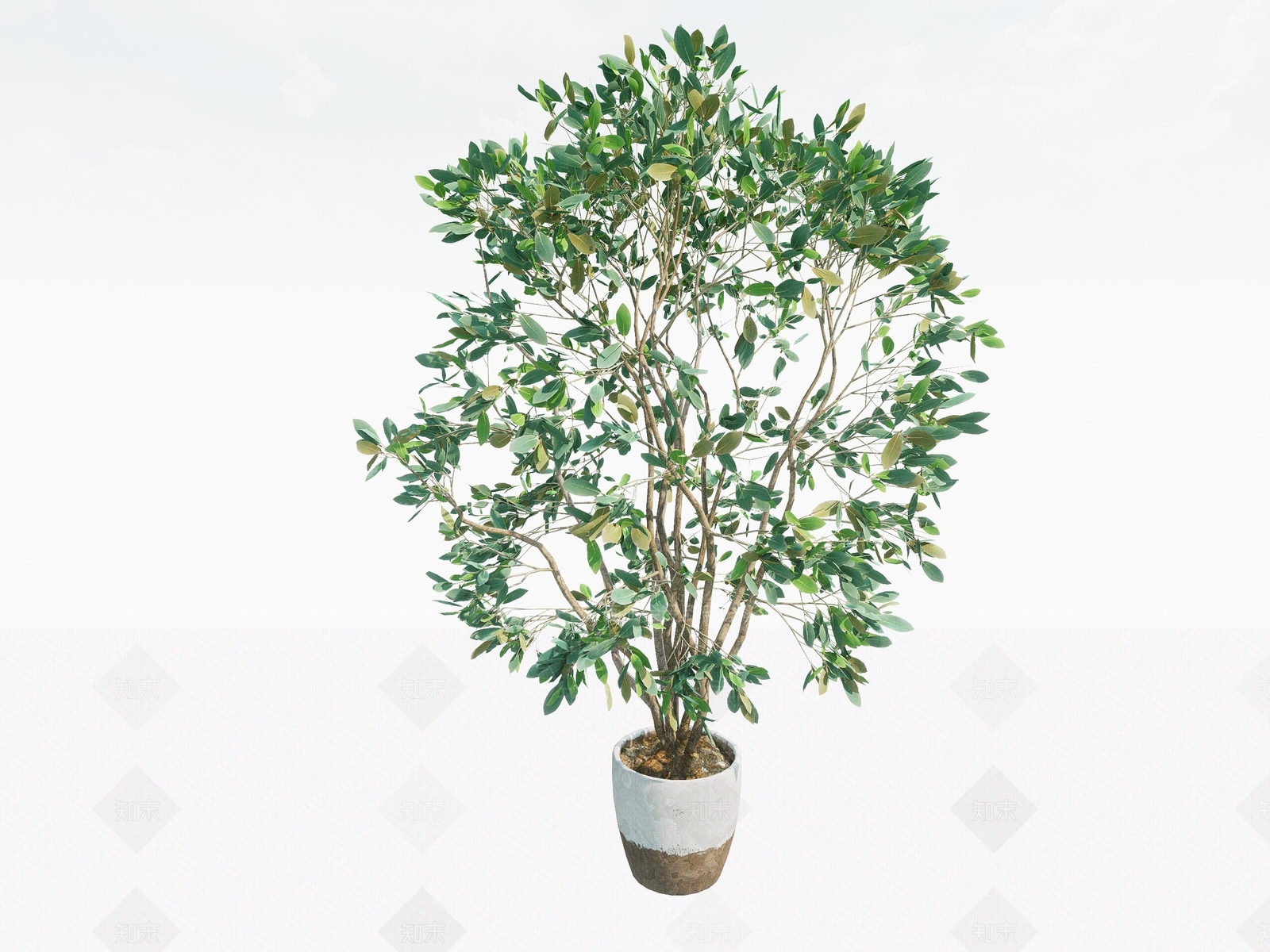 盆栽植物SU模型下载【ID:1142754049】