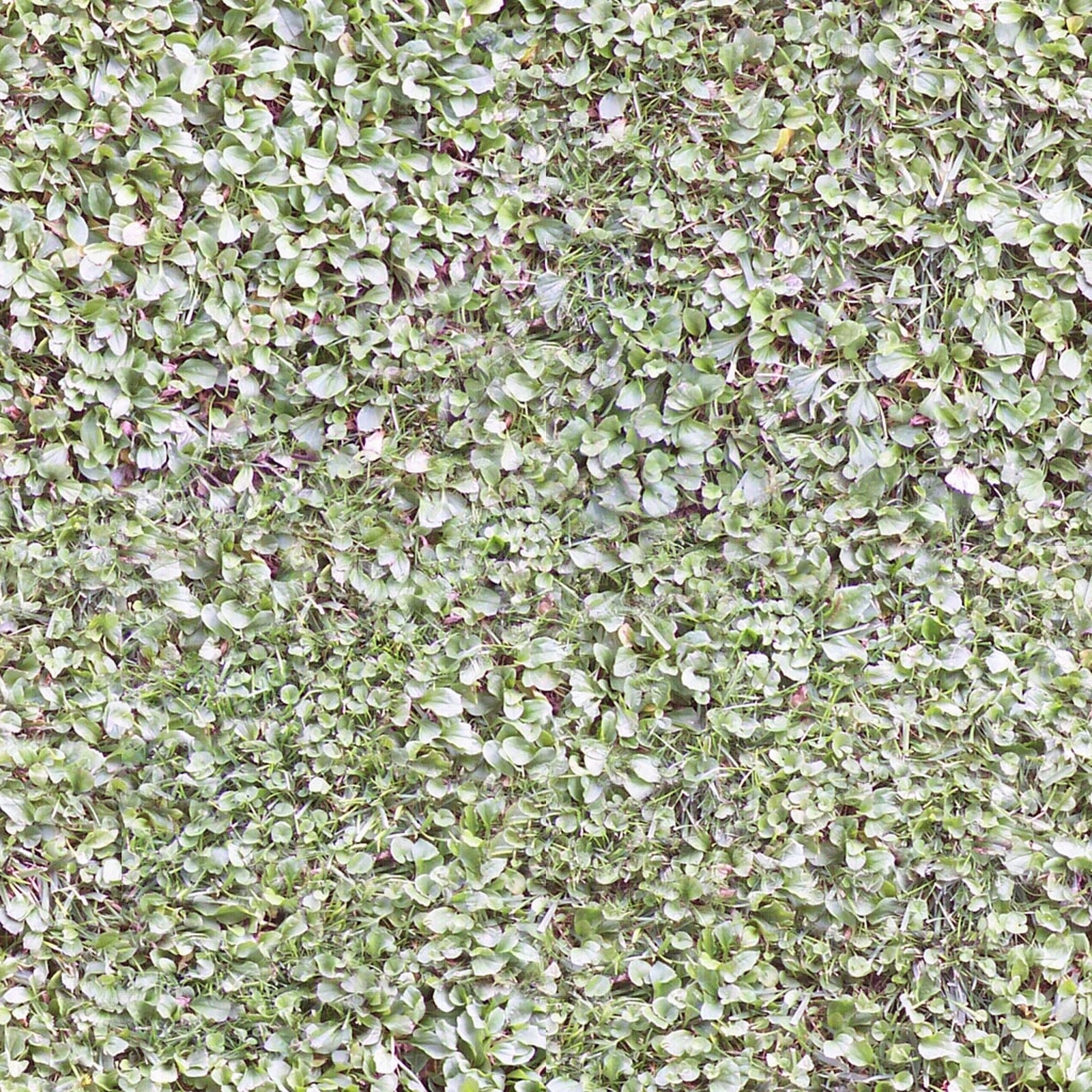 无缝绿植墙绿篱鲜花灌木草地草皮地面贴图下载【ID:1142885174】