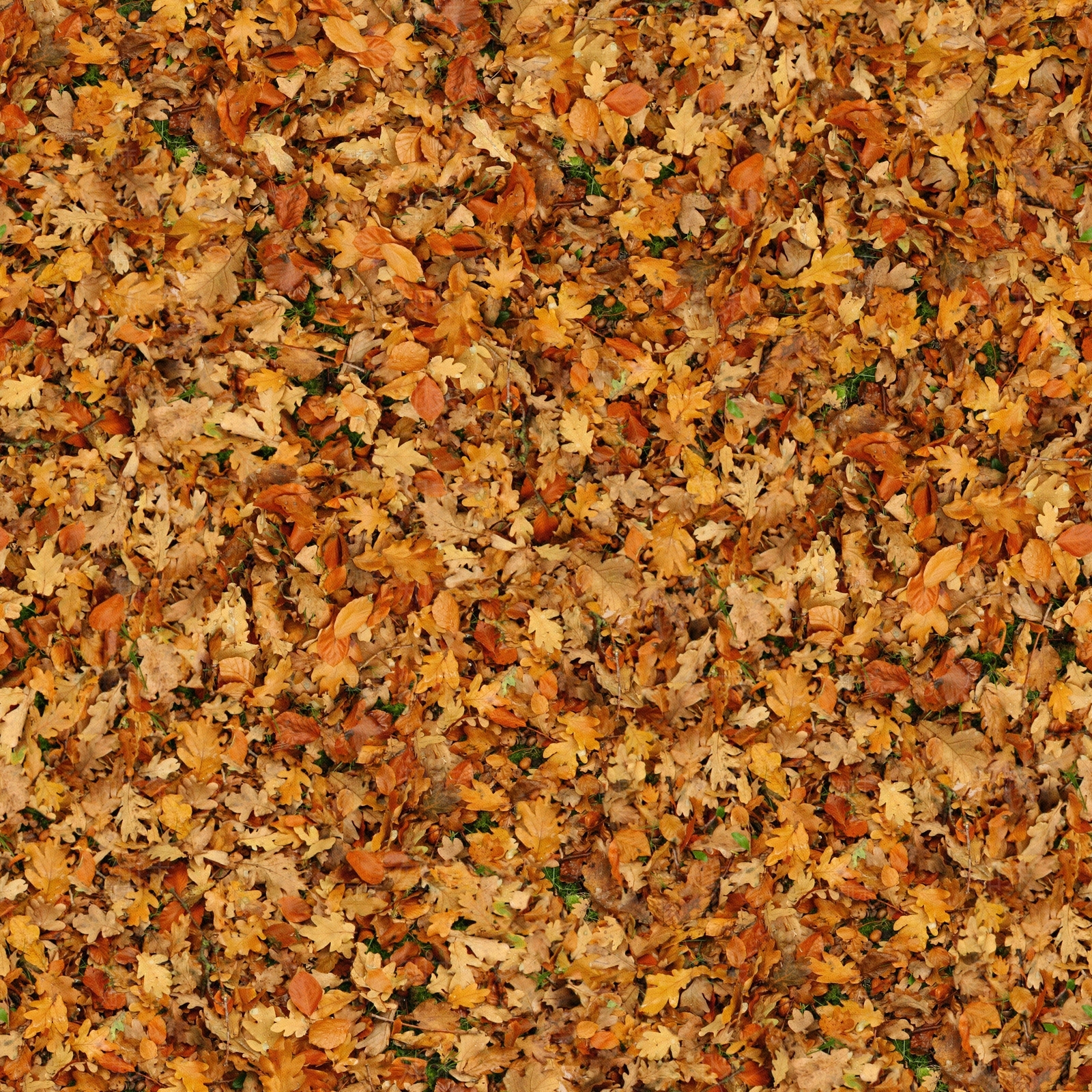 高清无缝满地枫叶贴图下载【ID:1142885696】